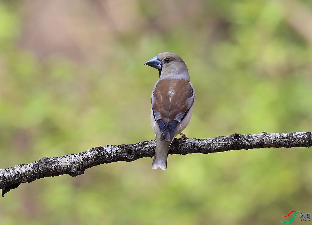 D72T4063.JPG
