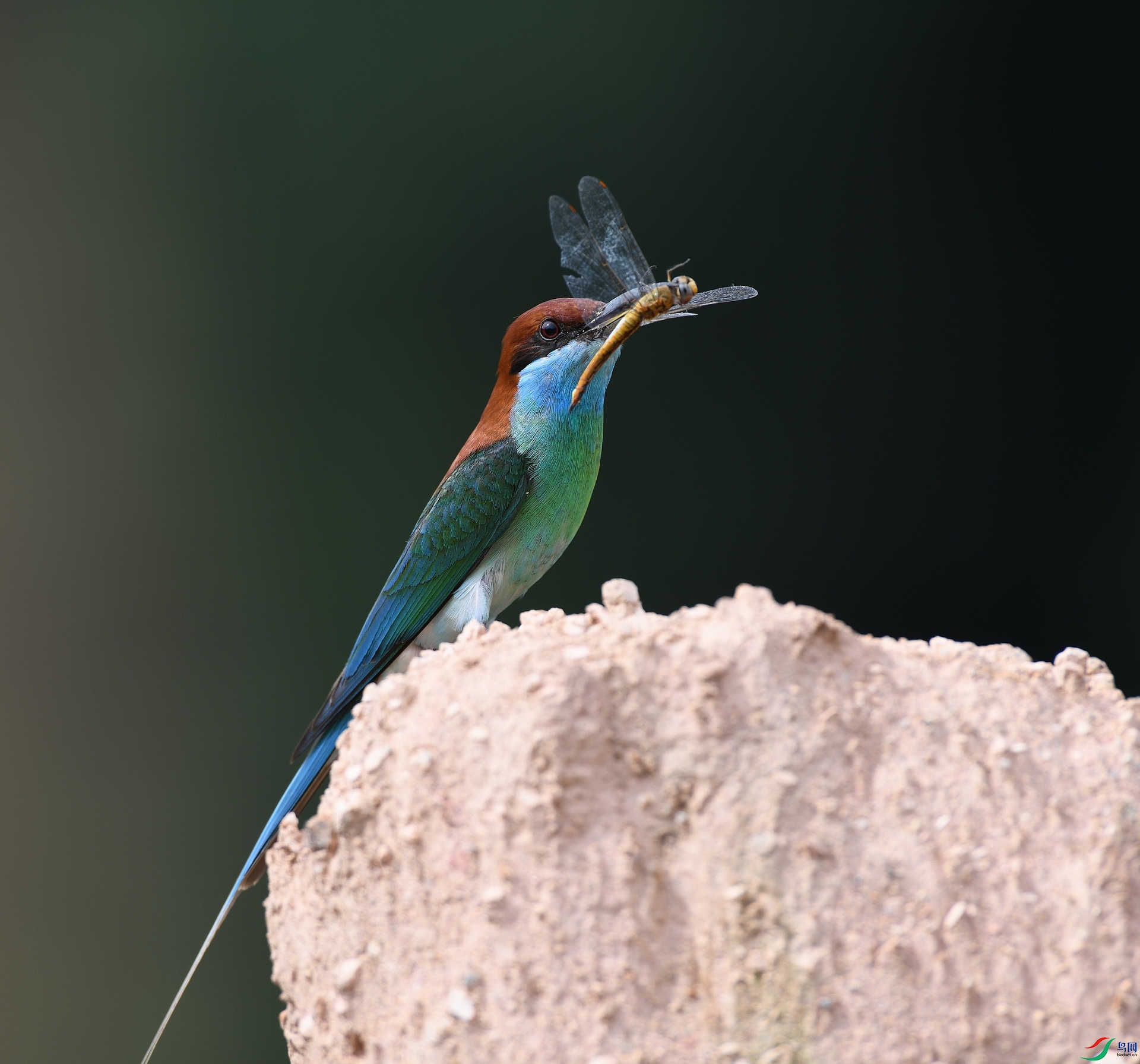 DSC_8667.jpg