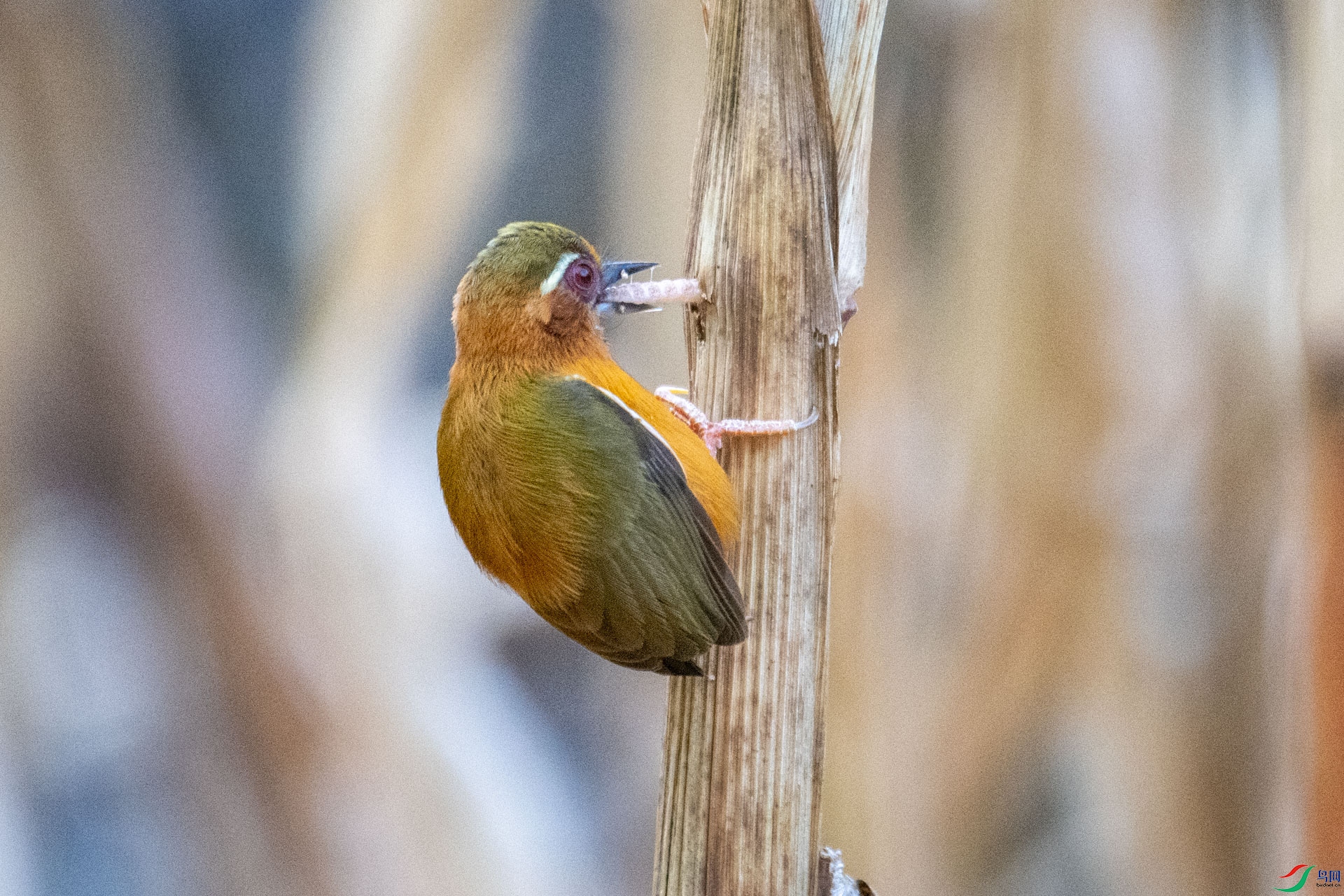DSC_6091.jpg