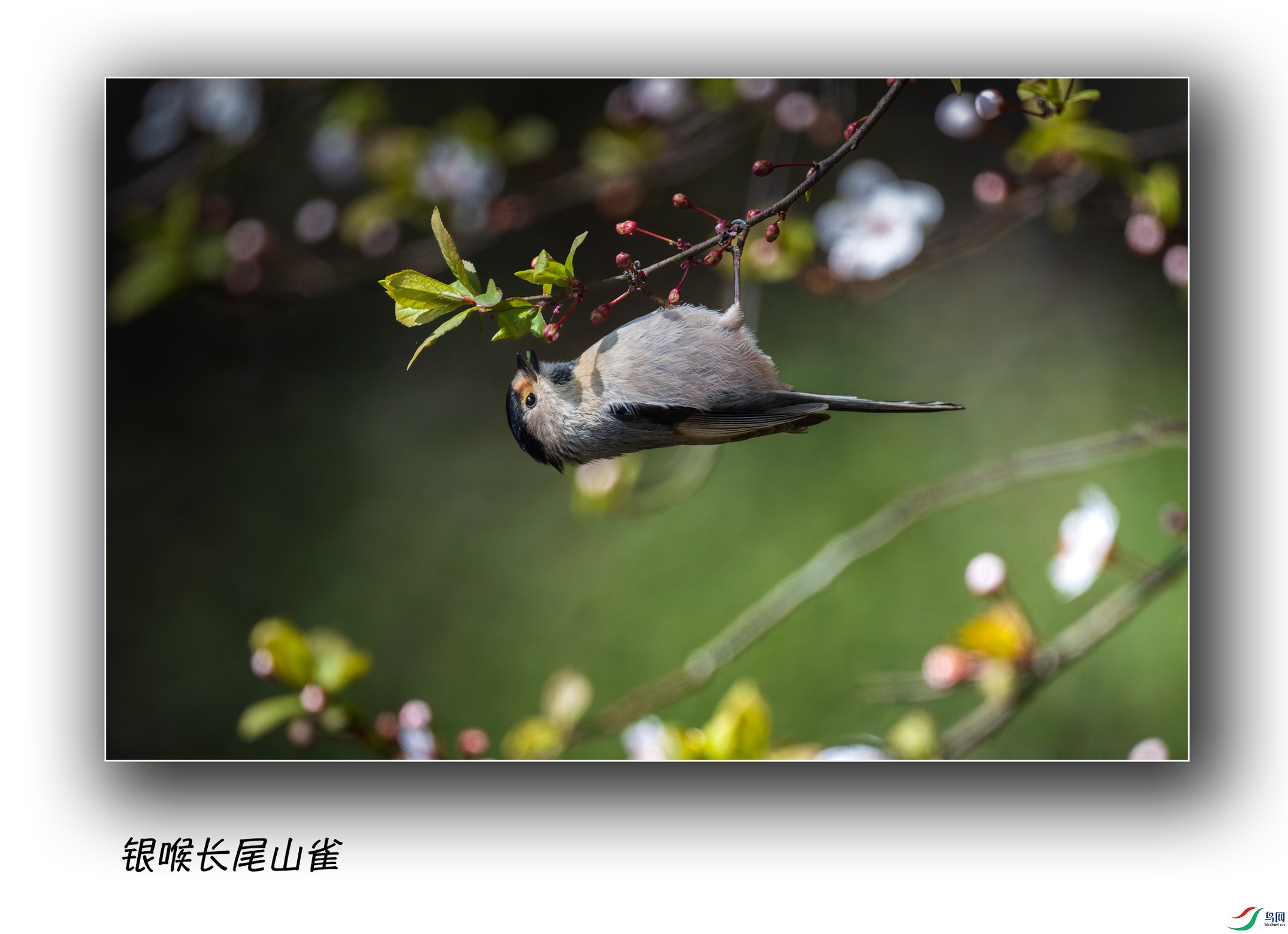 JJY_1981-DxO_DeepPRIME-3.jpg