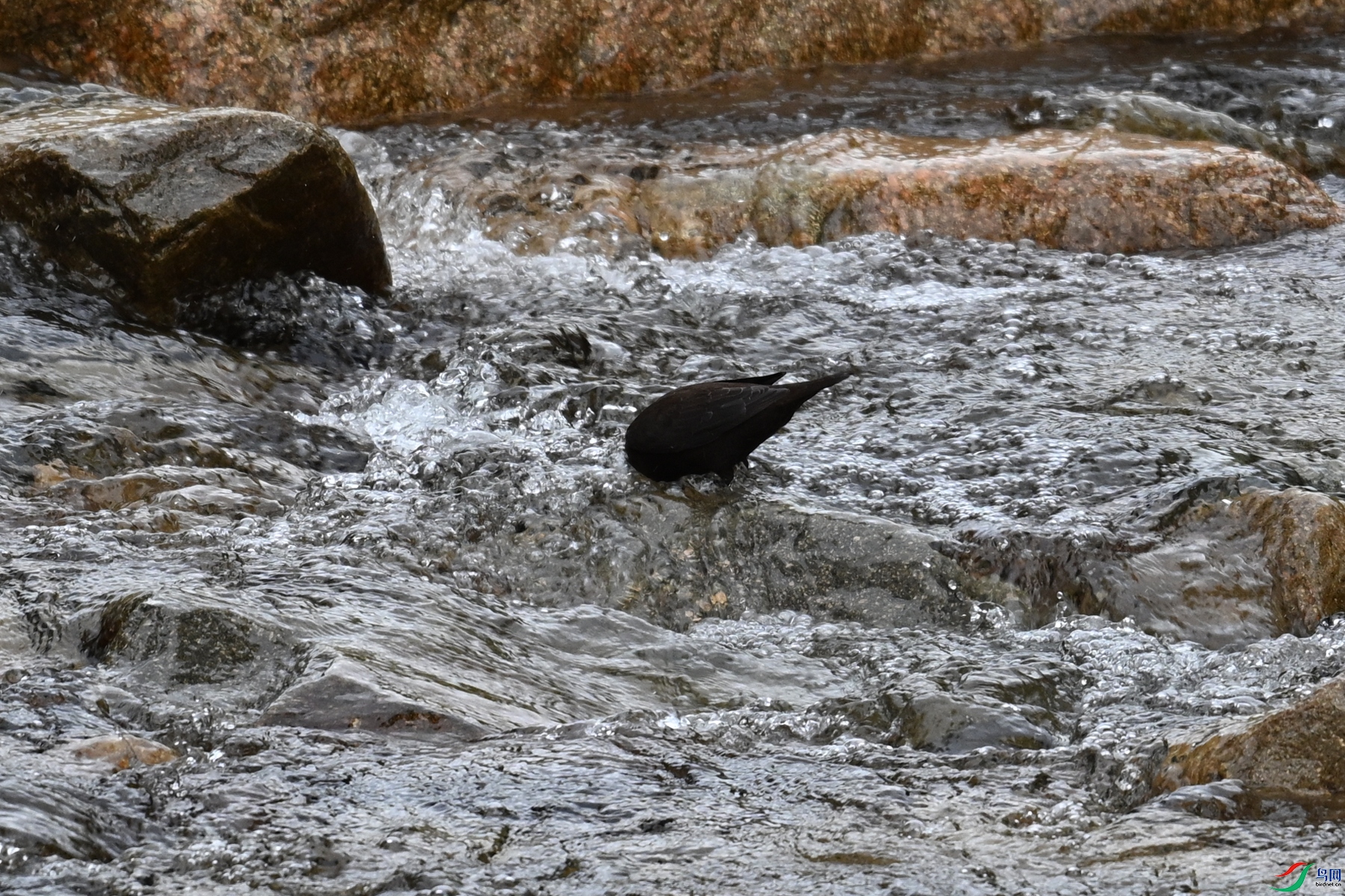 DSC_3525.JPG
