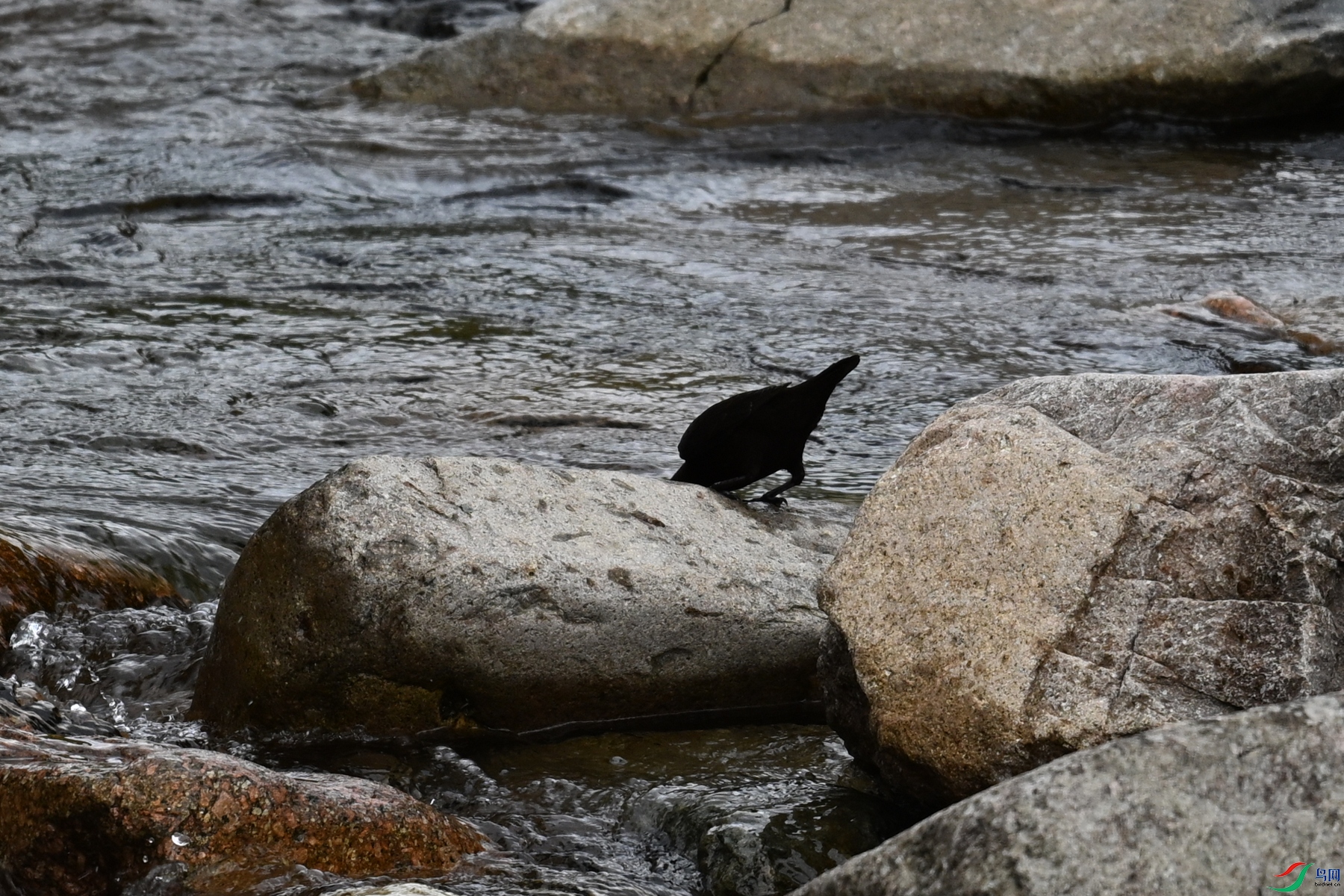 DSC_3529.JPG