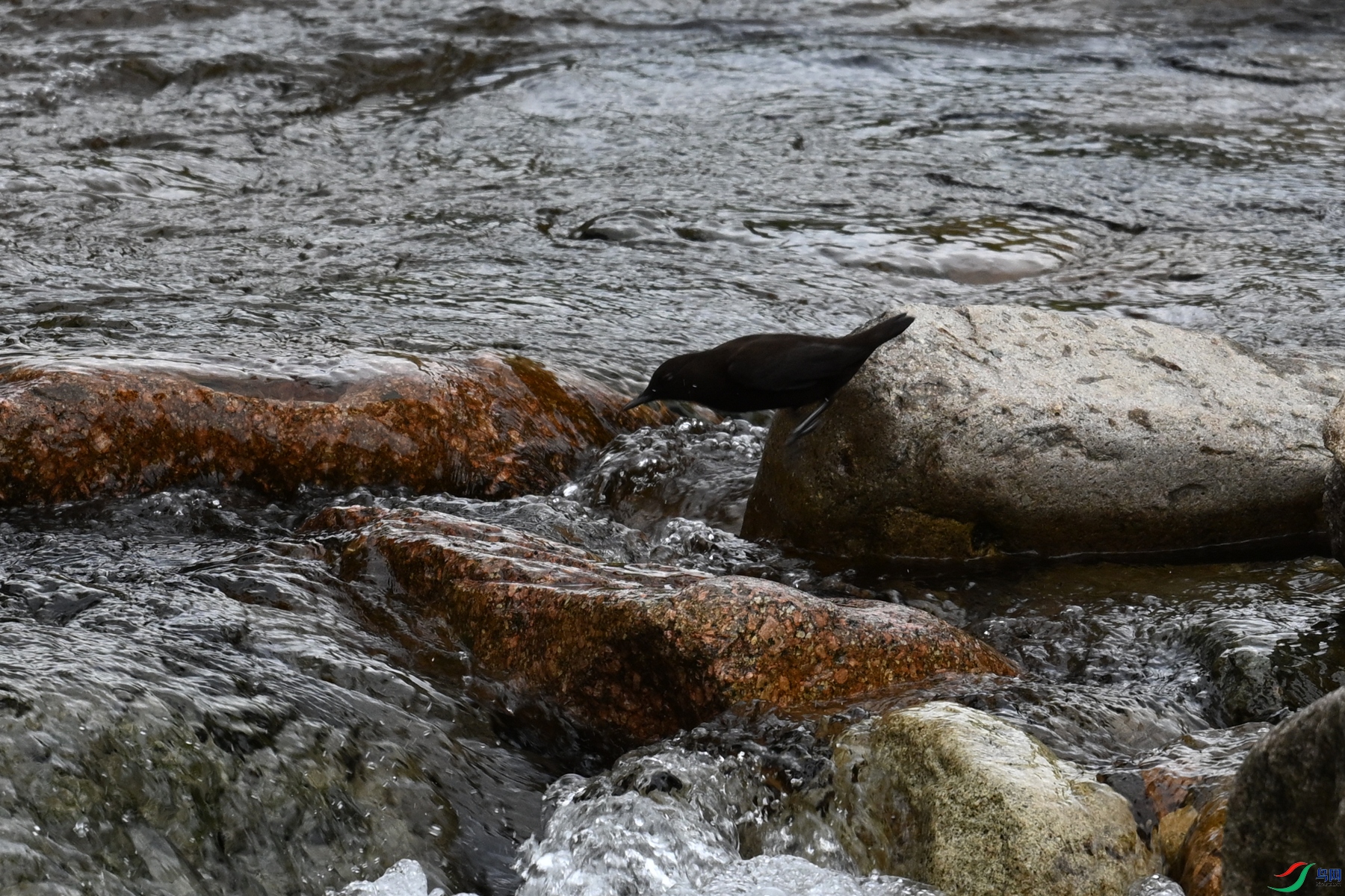 DSC_3532.JPG