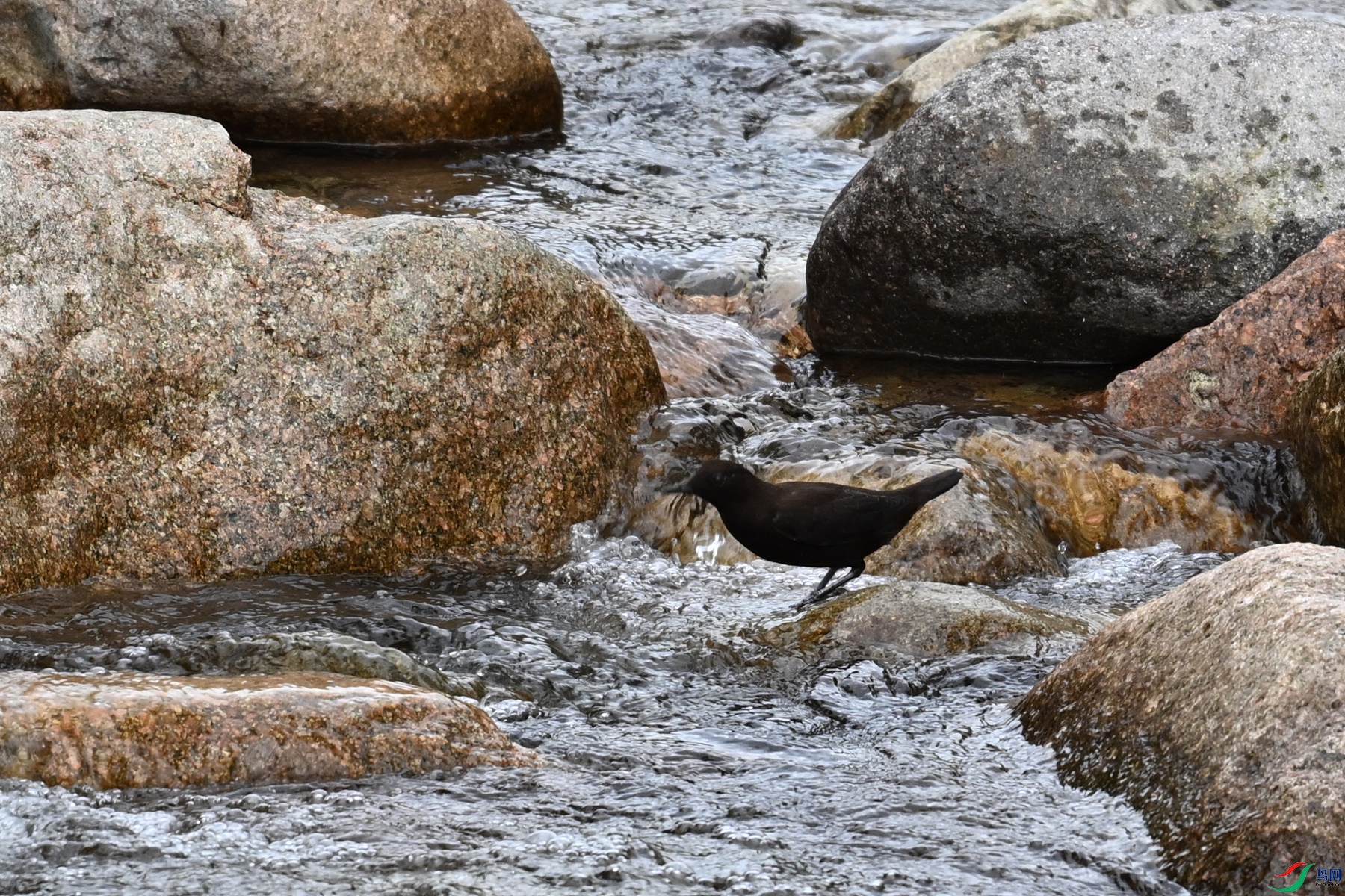 DSC_3517.JPG