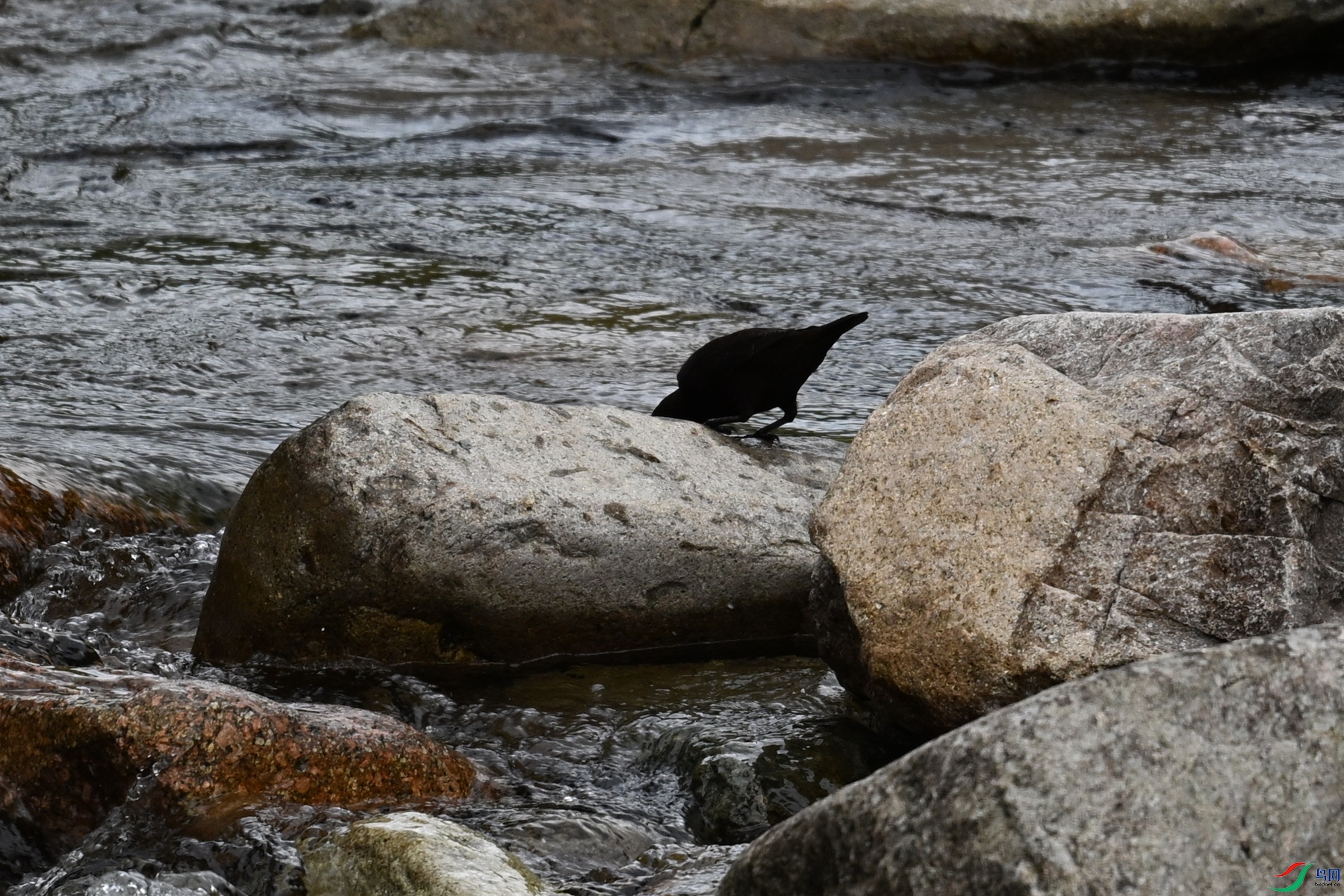 DSC_3528.JPG