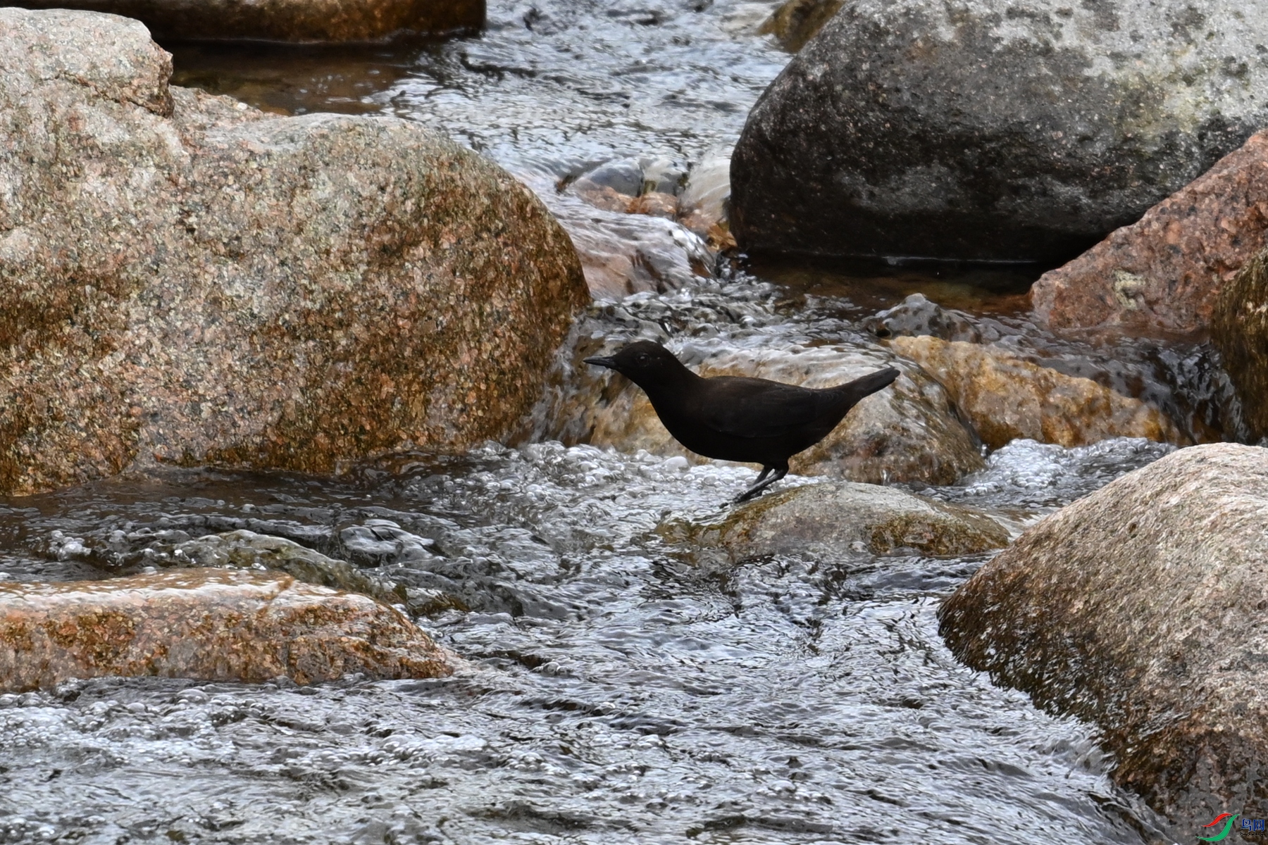 DSC_3515.JPG