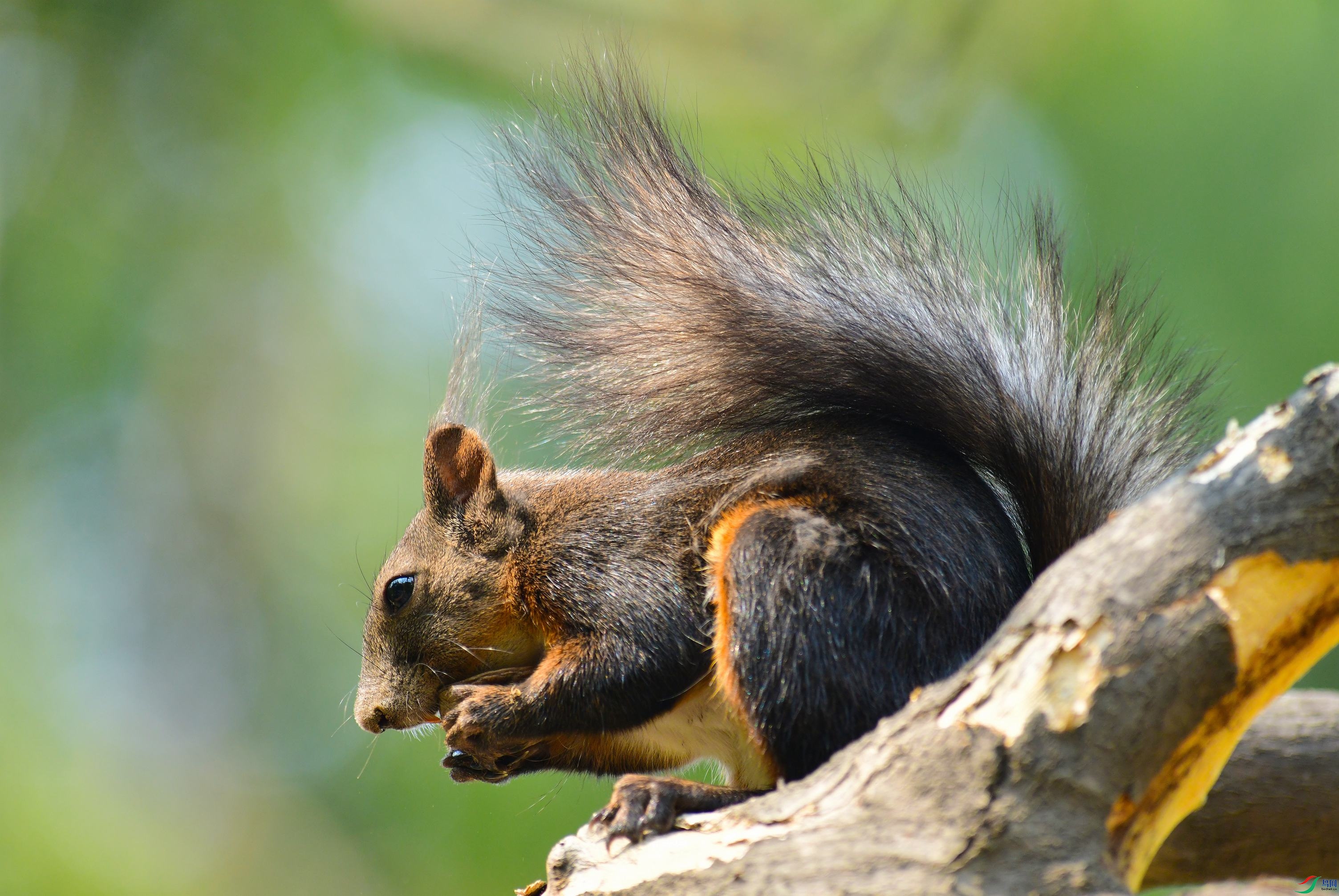 DSC_9523.JPG