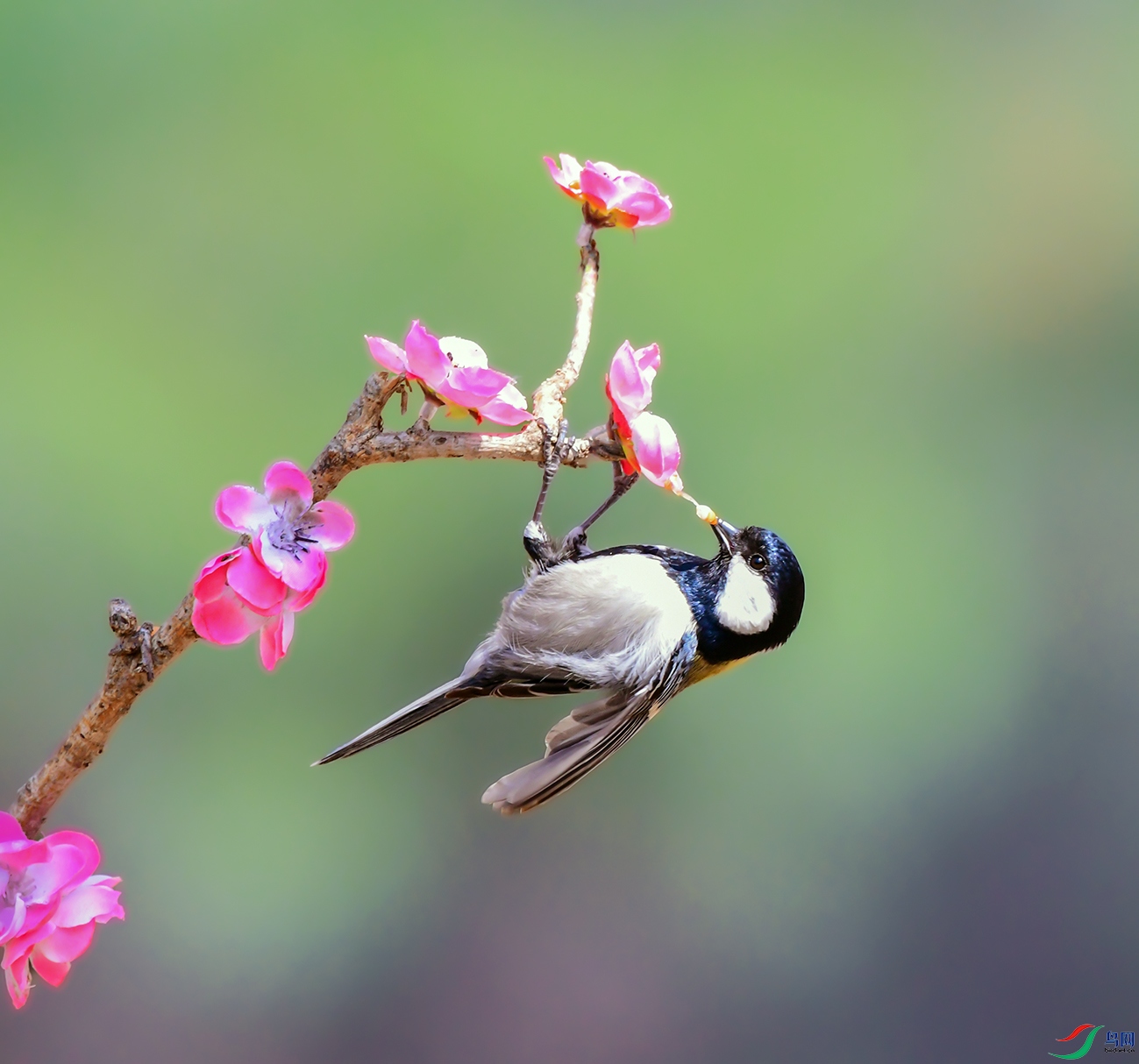 DSC_0075_��ͼ�� ����.jpg