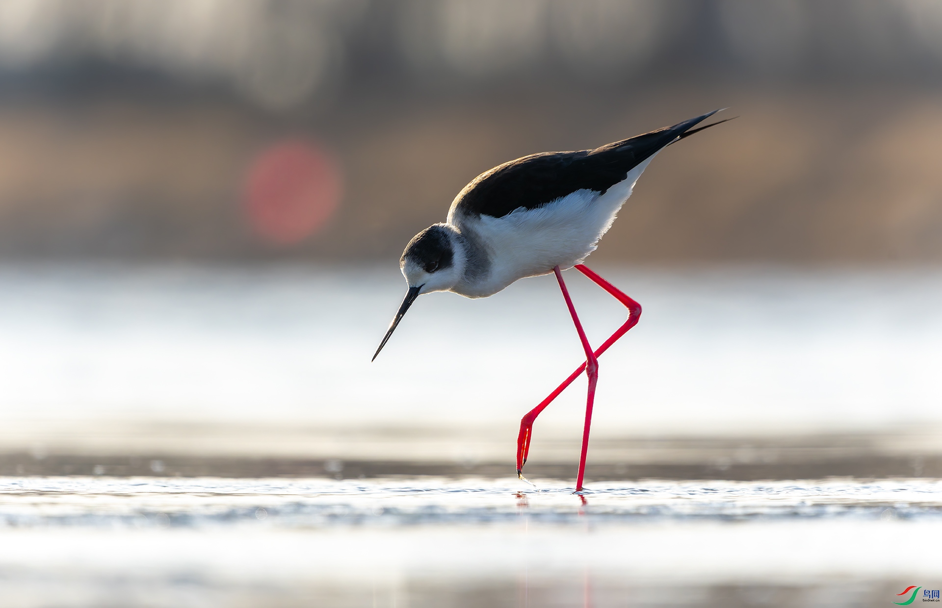 20260411-DSC06091 ����.jpg