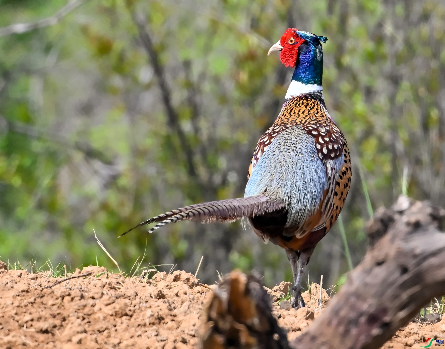DSC_9599---_conew1.jpg