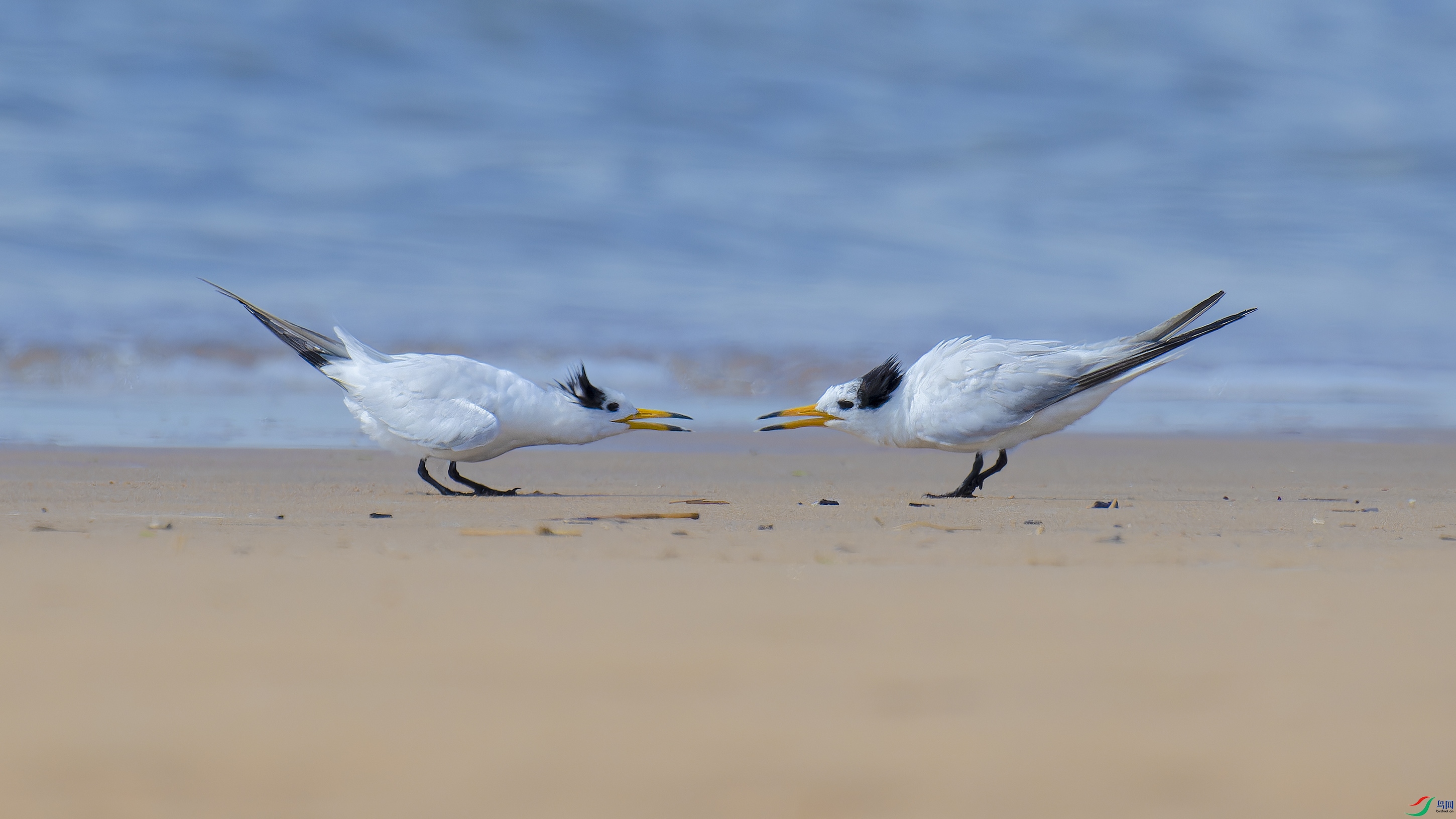 DSC_6618_DxO.jpg