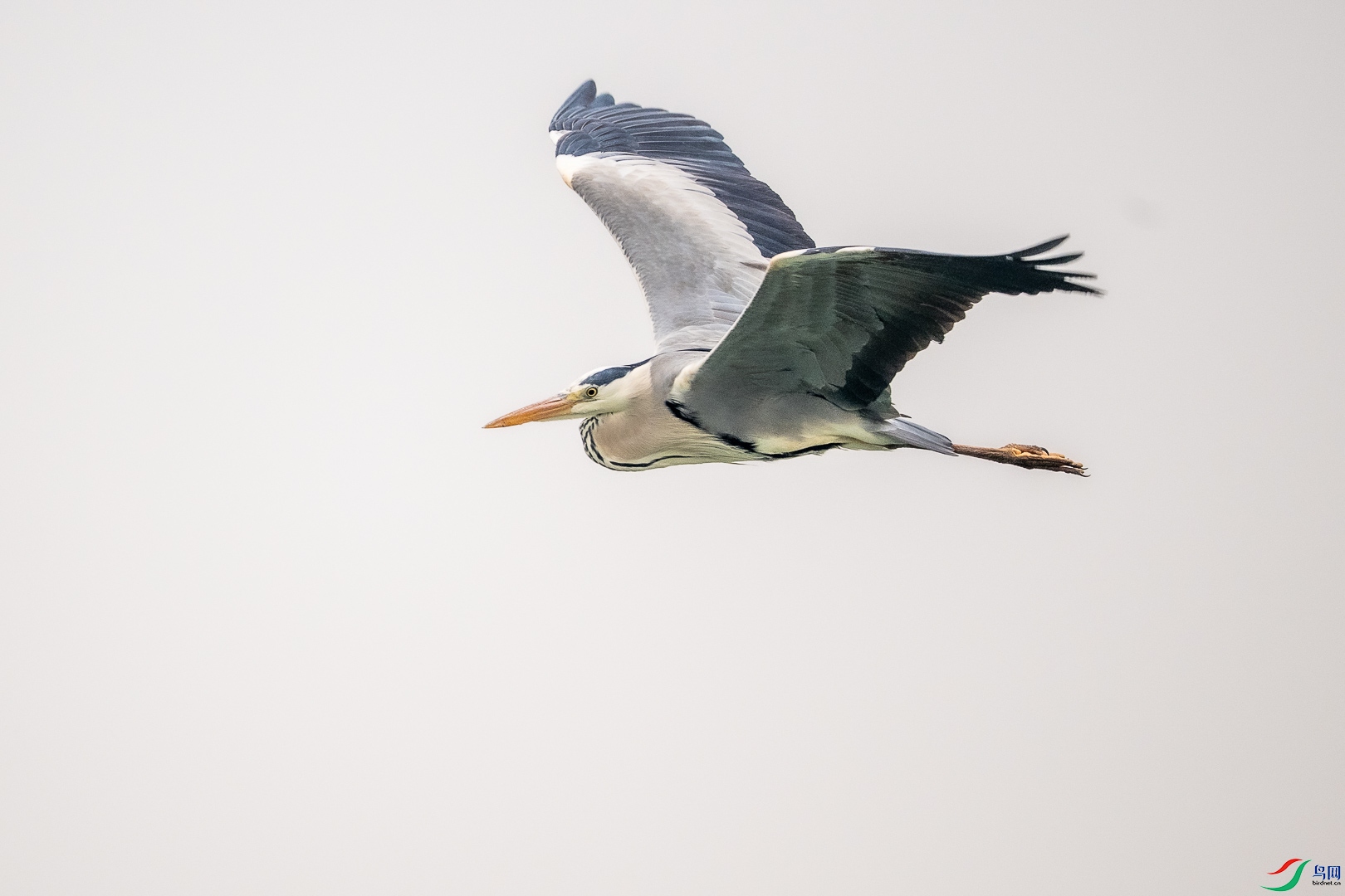 DSC_6600.jpg