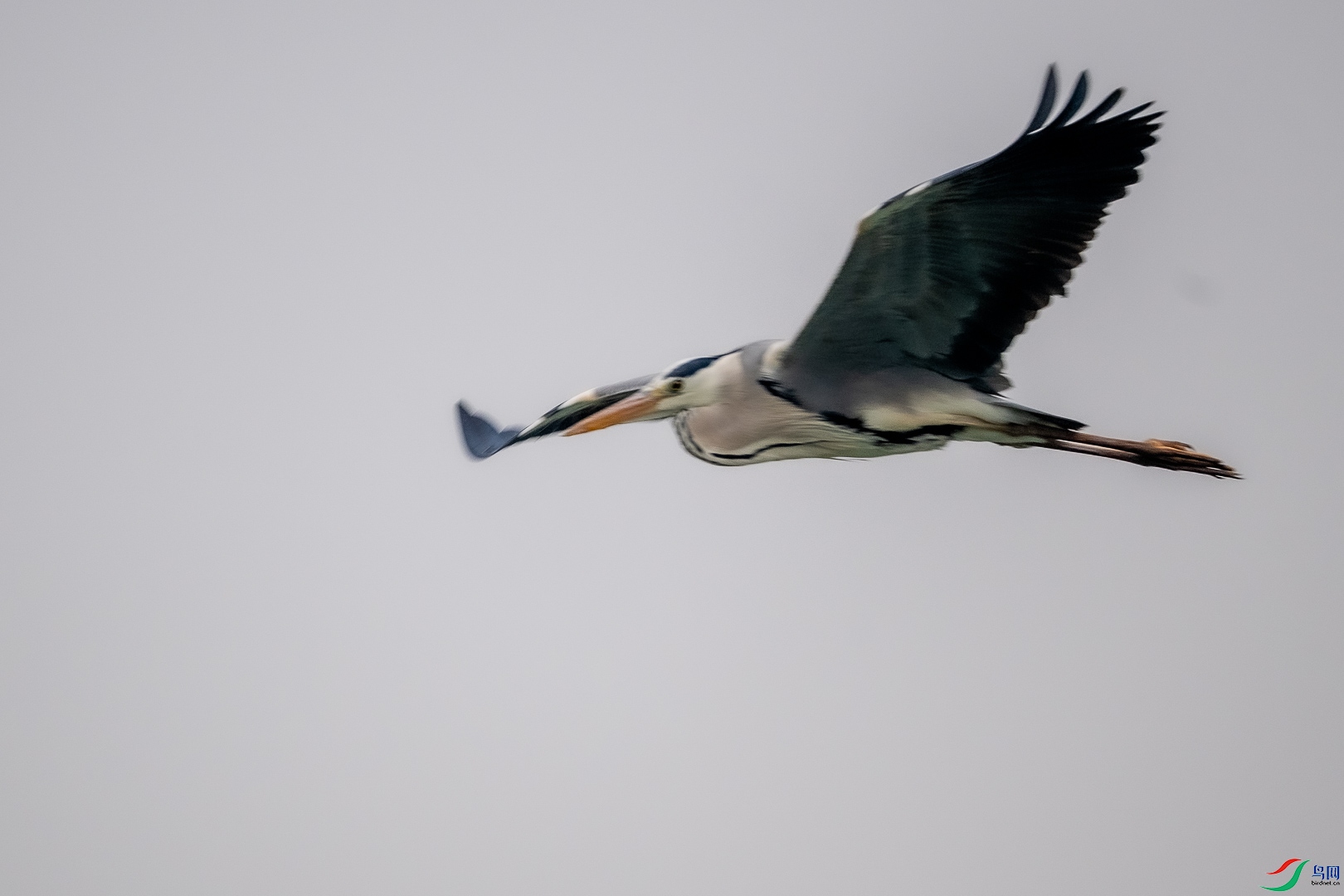 DSC_6602_1.jpg