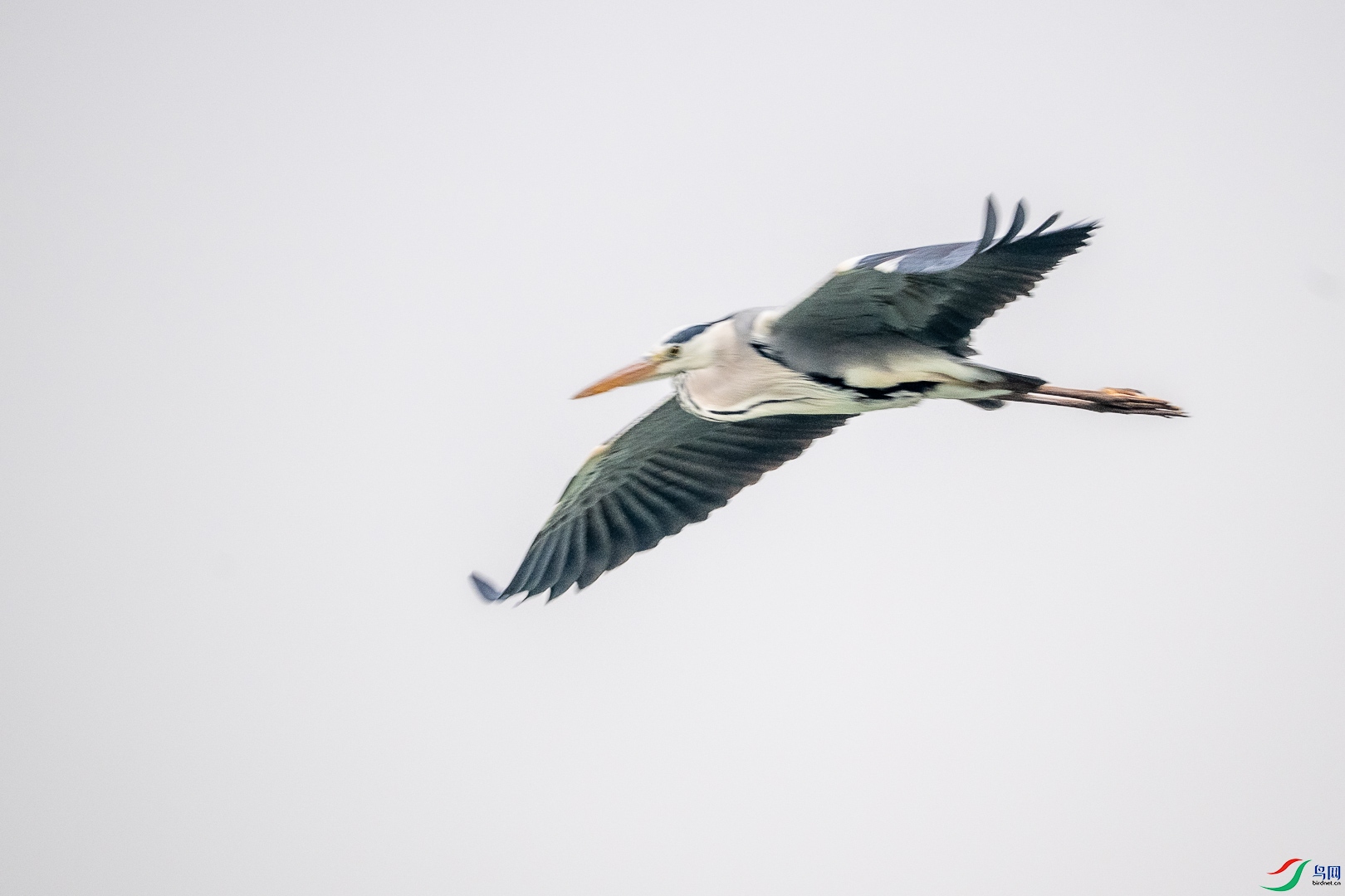 DSC_6603.jpg