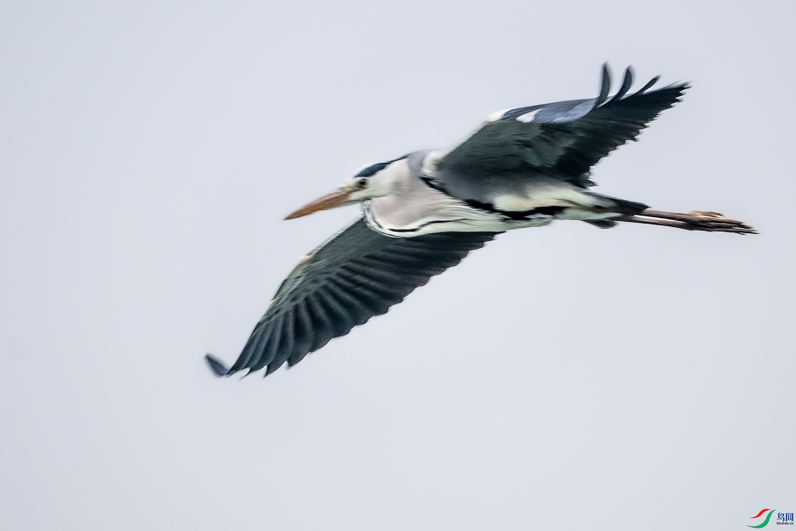DSC_6603_1.jpg