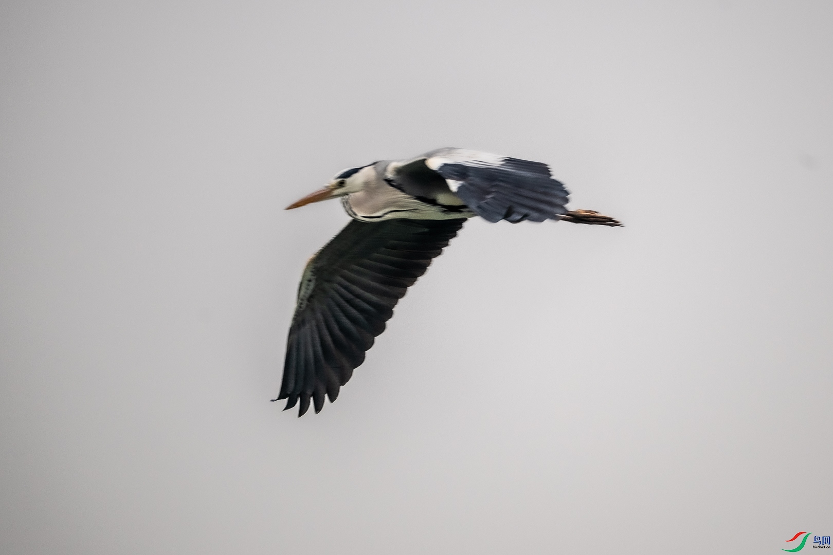 DSC_6604.jpg