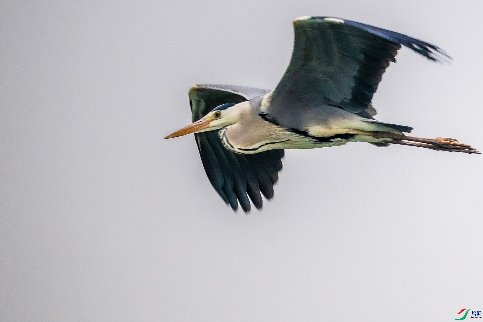 DSC_6606_1.jpg