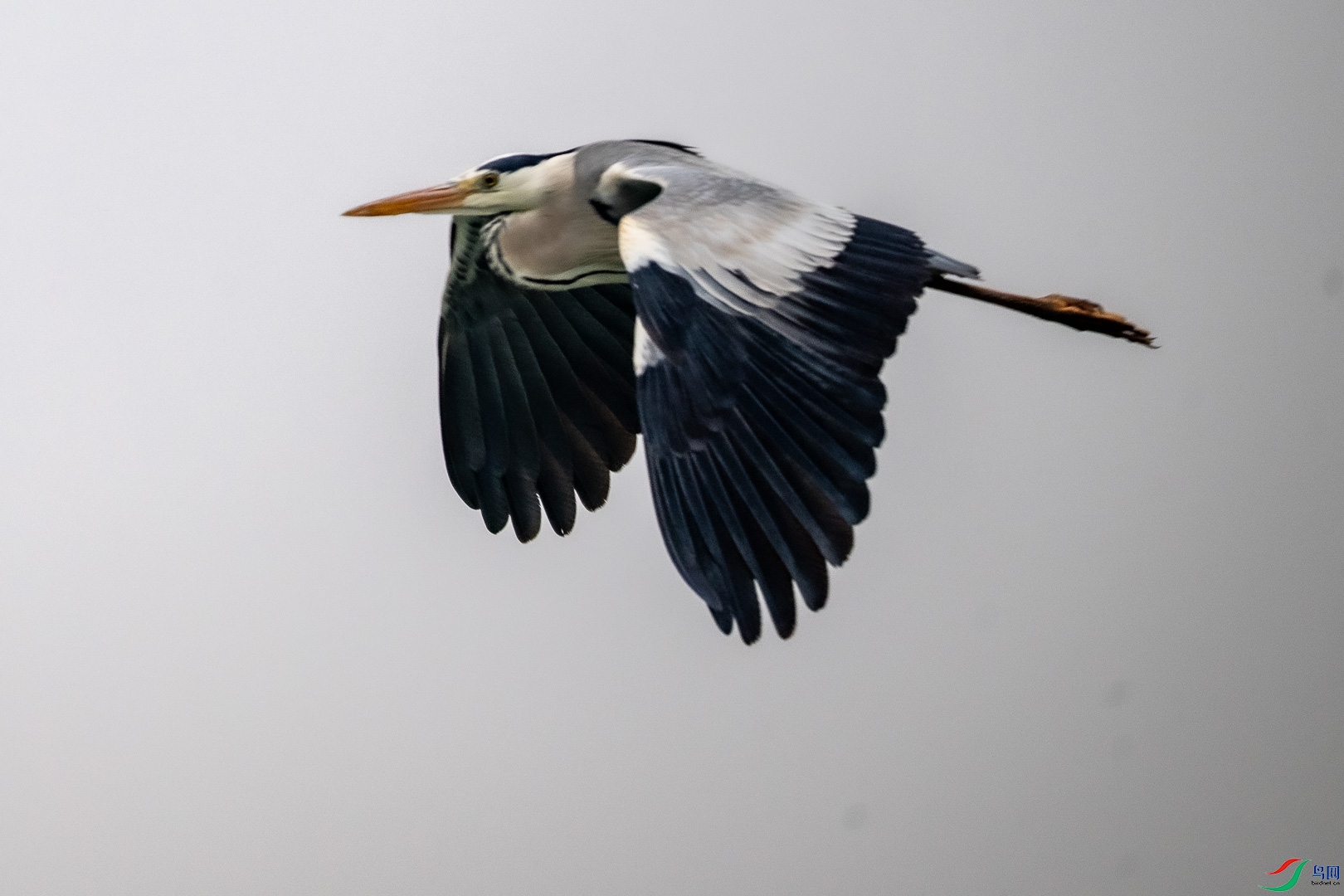 DSC_6607.jpg