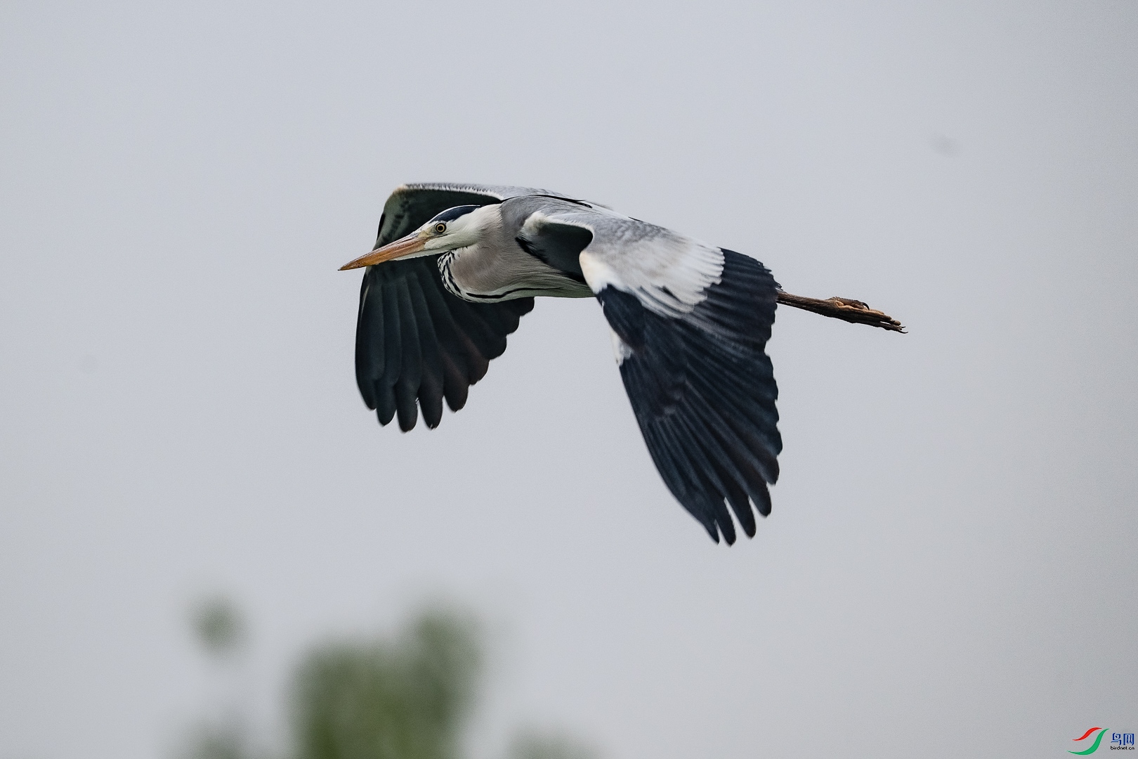 DSC_6612_1.jpg