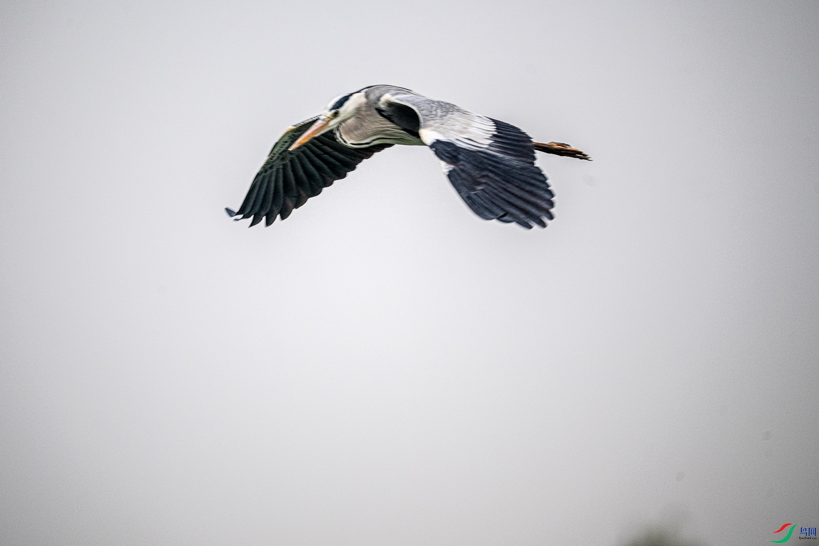 DSC_6617.jpg