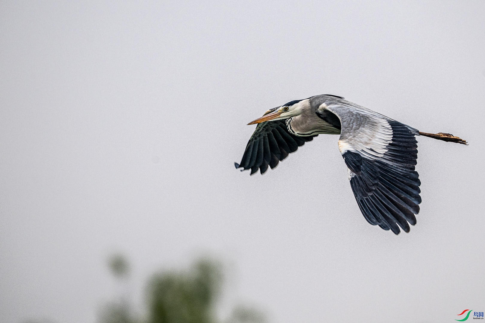 DSC_6611.jpg
