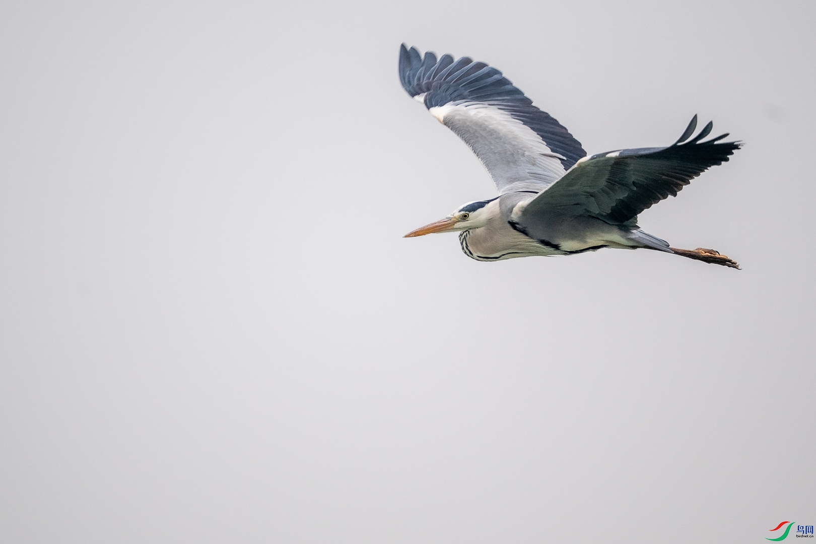 DSC_6601_1.jpg