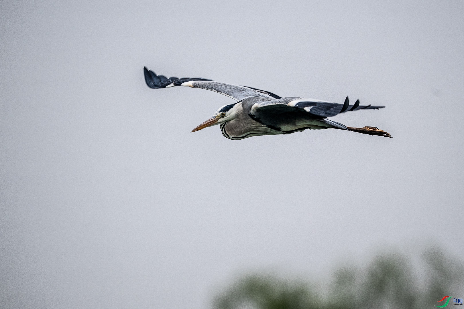 DSC_6615_1.jpg