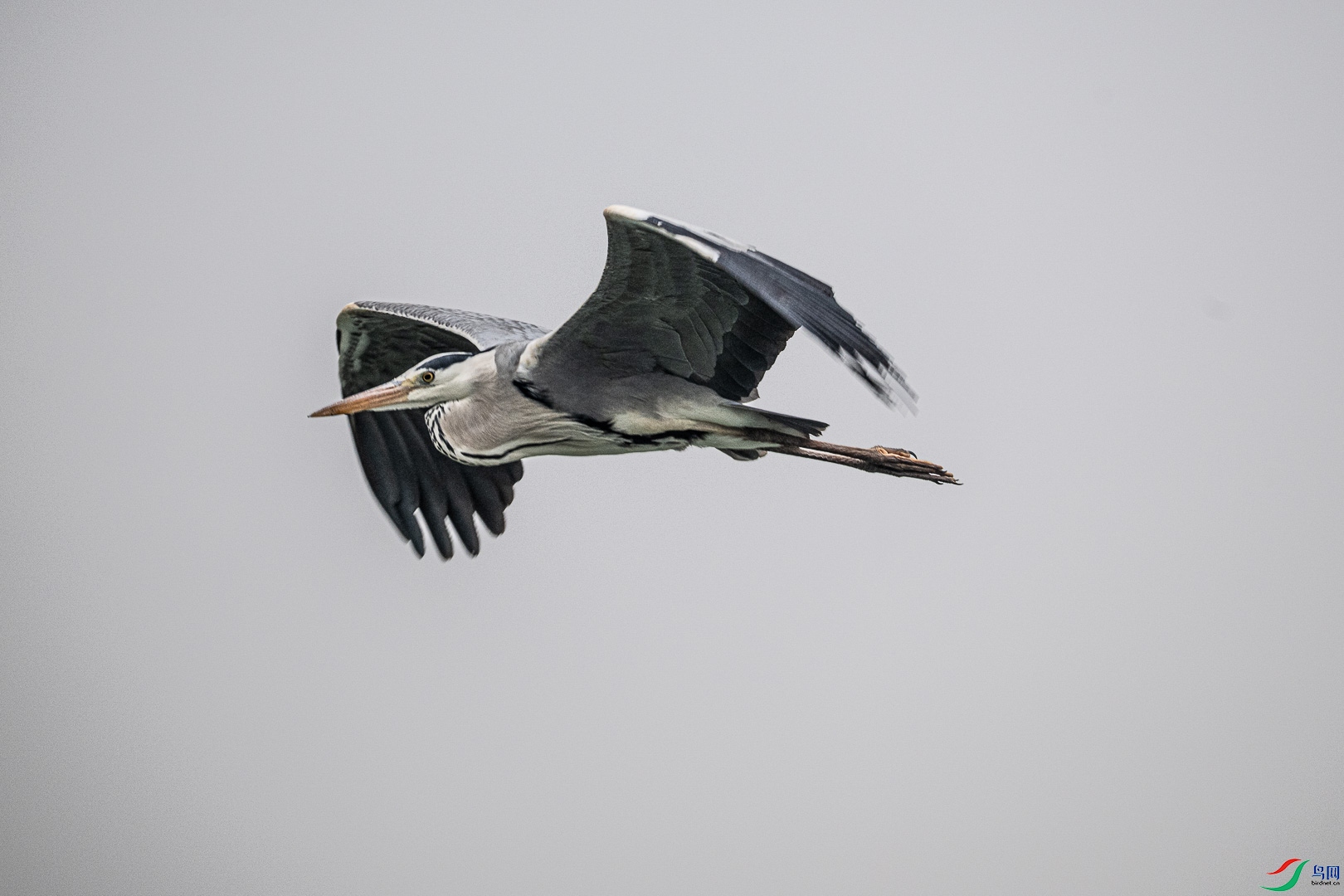 DSC_6619.jpg
