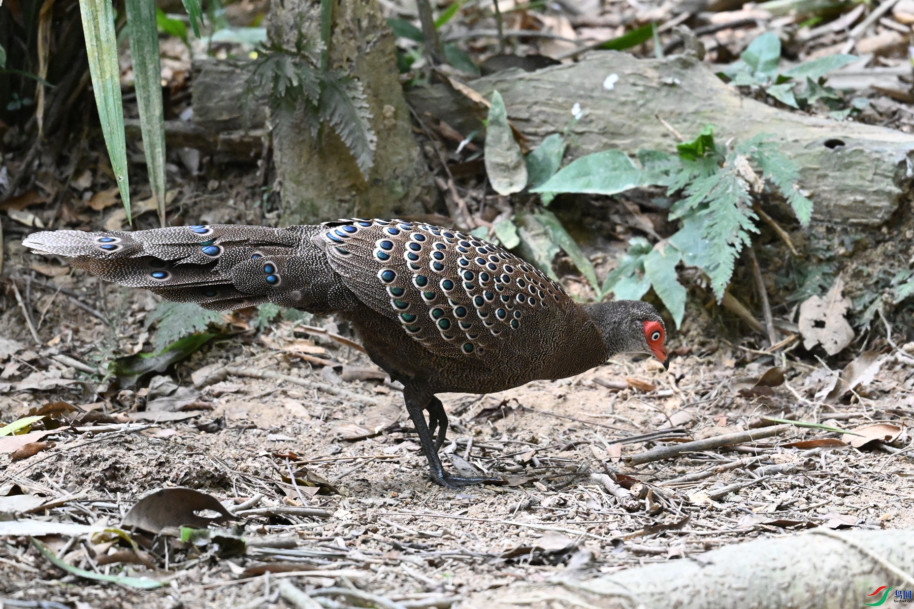 DSC_7500.JPG