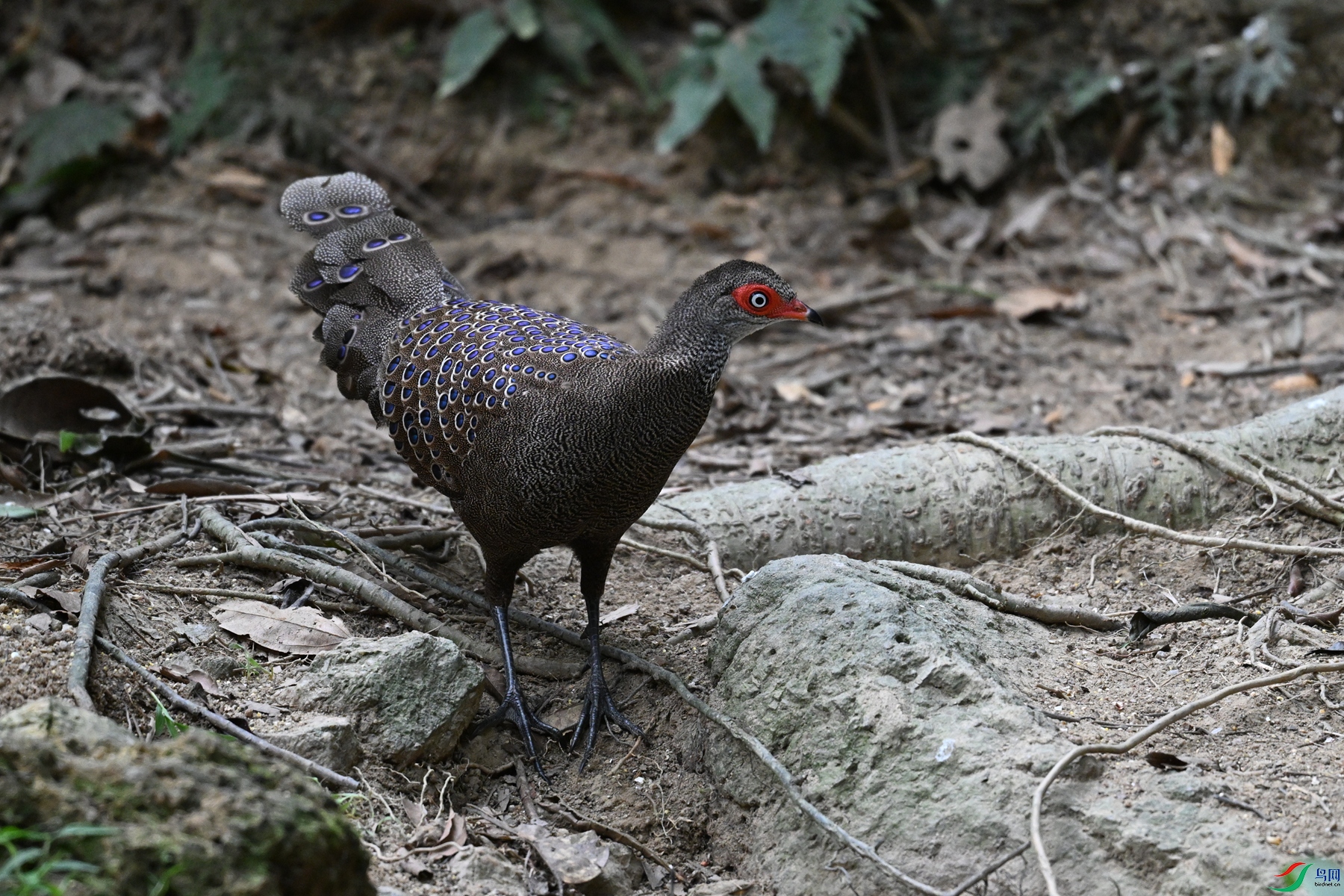 DSC_7511.JPG