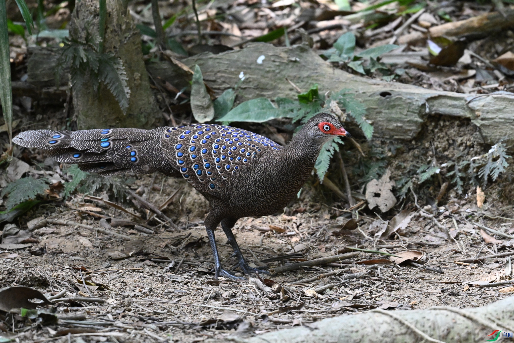 DSC_7501.JPG