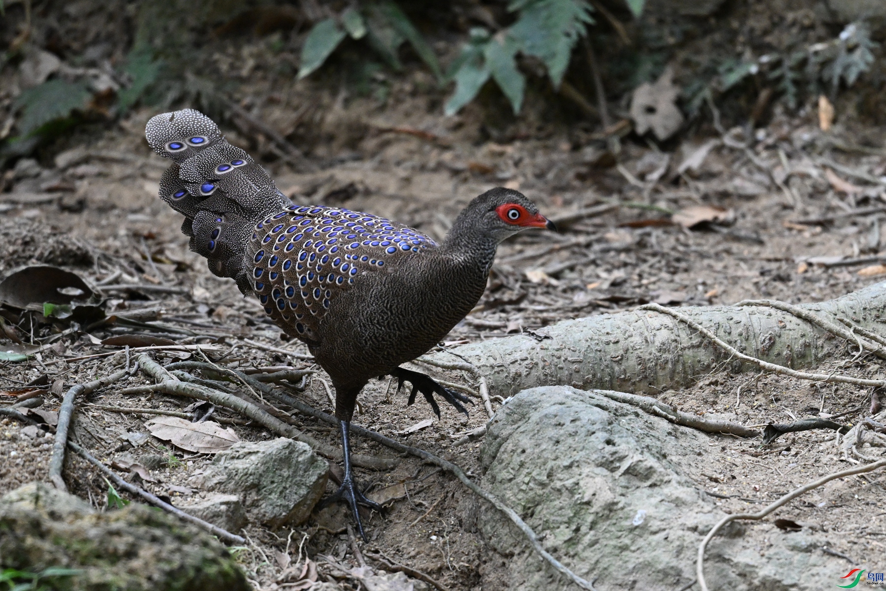 DSC_7513.JPG