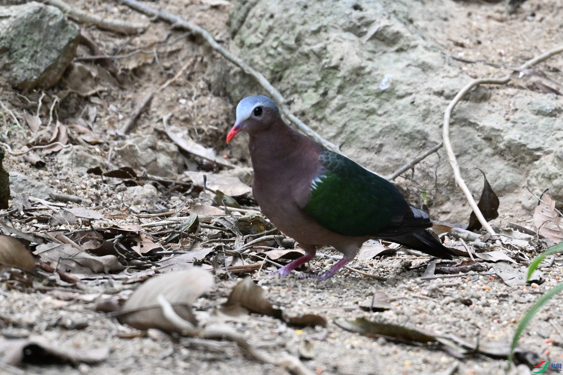 DSC_7531.JPG