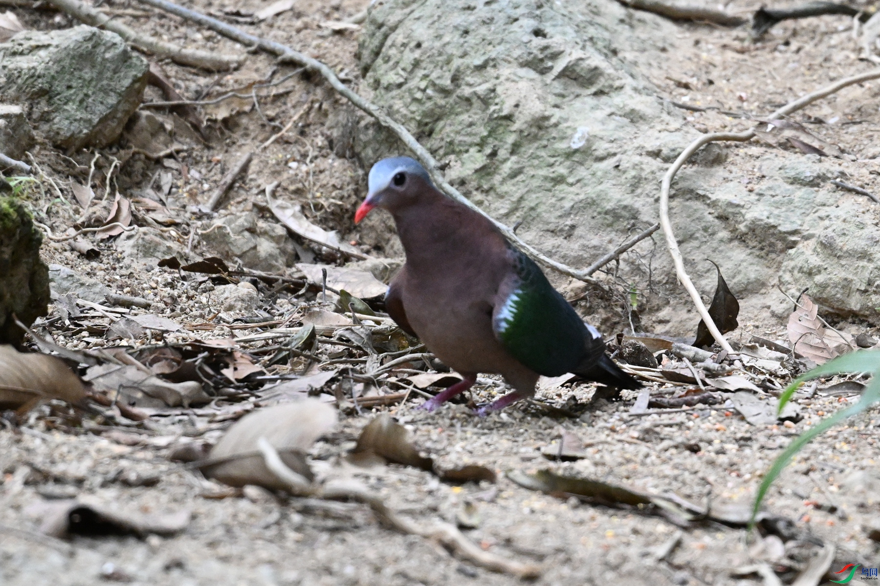DSC_7532.JPG