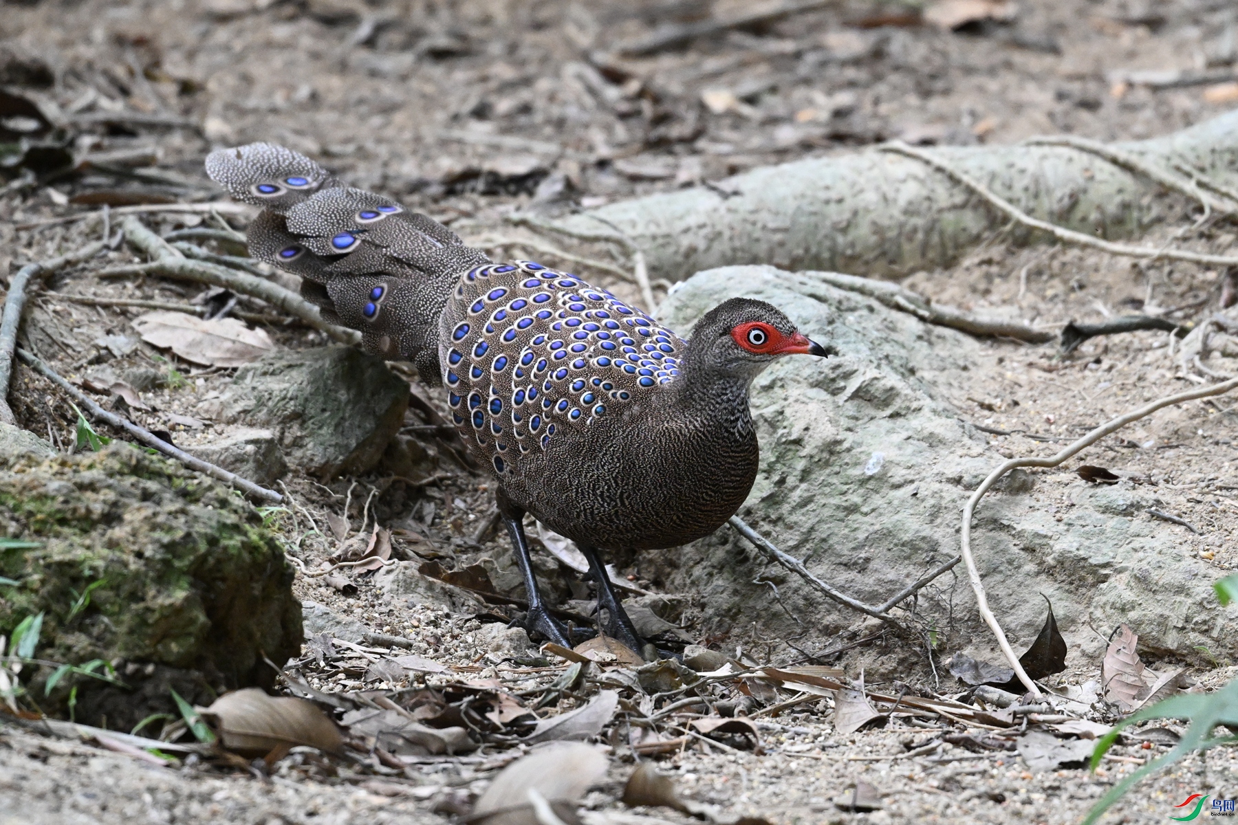 DSC_7516.JPG