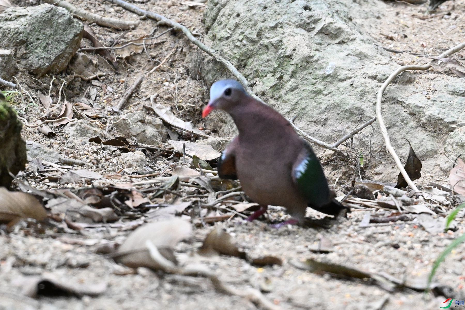 DSC_7533.JPG