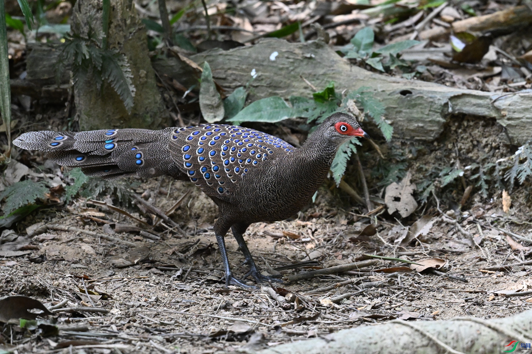 DSC_7503.JPG