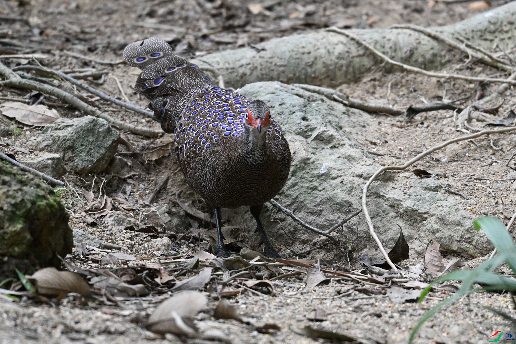 DSC_7519.JPG