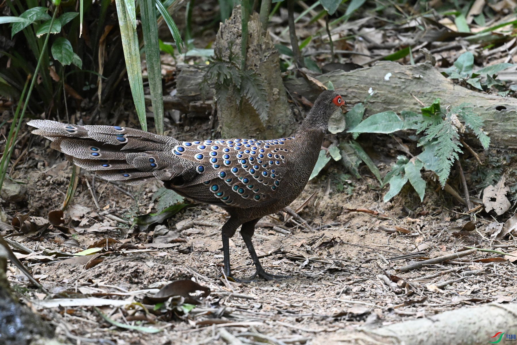 DSC_7524.JPG