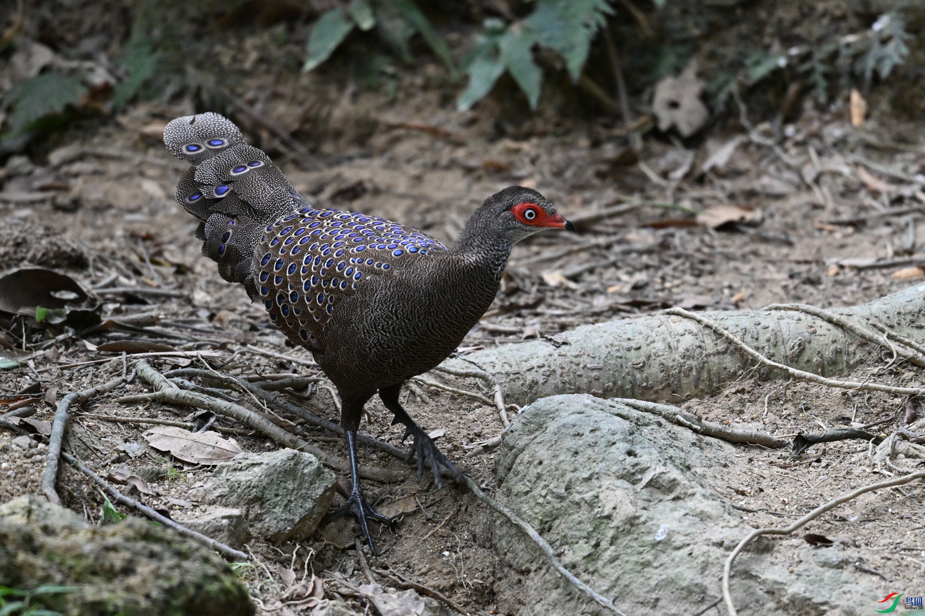 DSC_7512.JPG