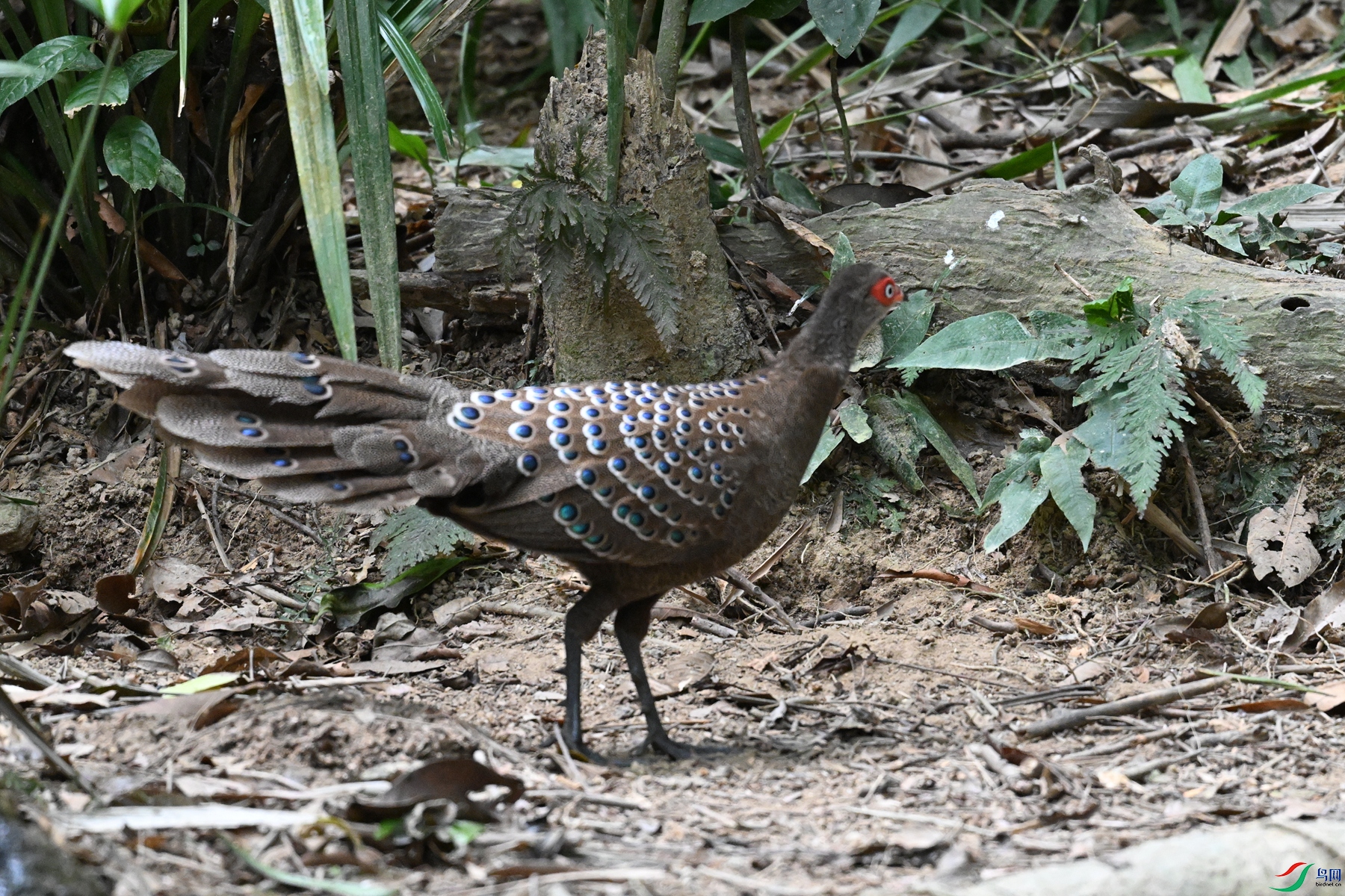 DSC_7526.JPG