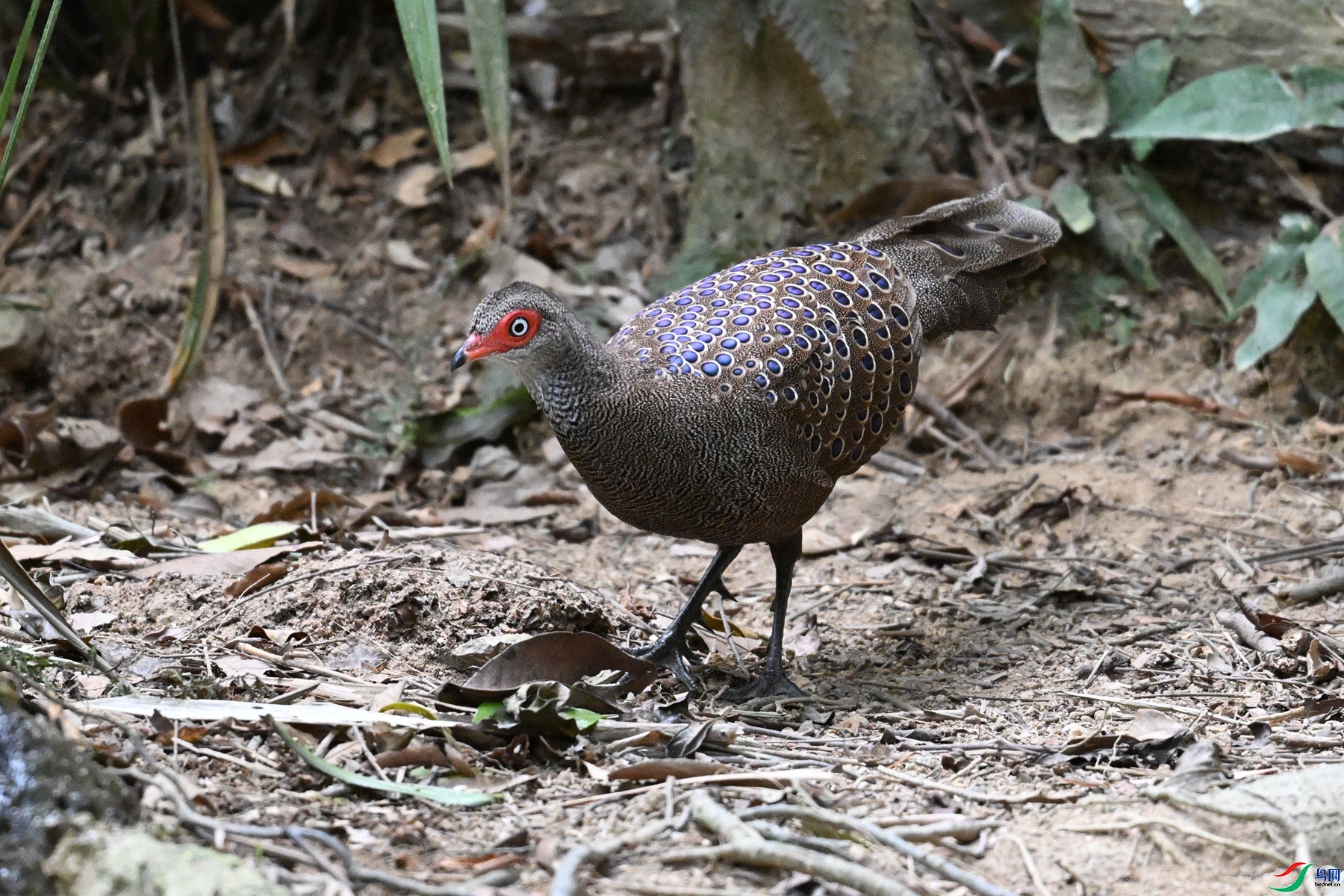 DSC_7527.JPG