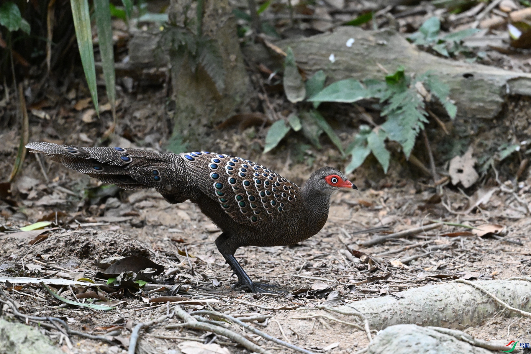 DSC_7529.JPG