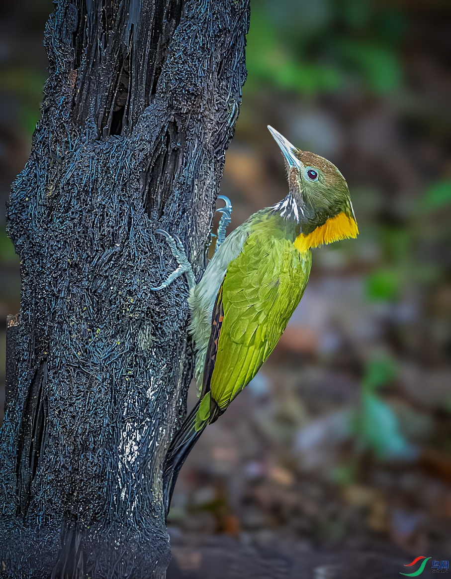 ��ƹ���ľ��