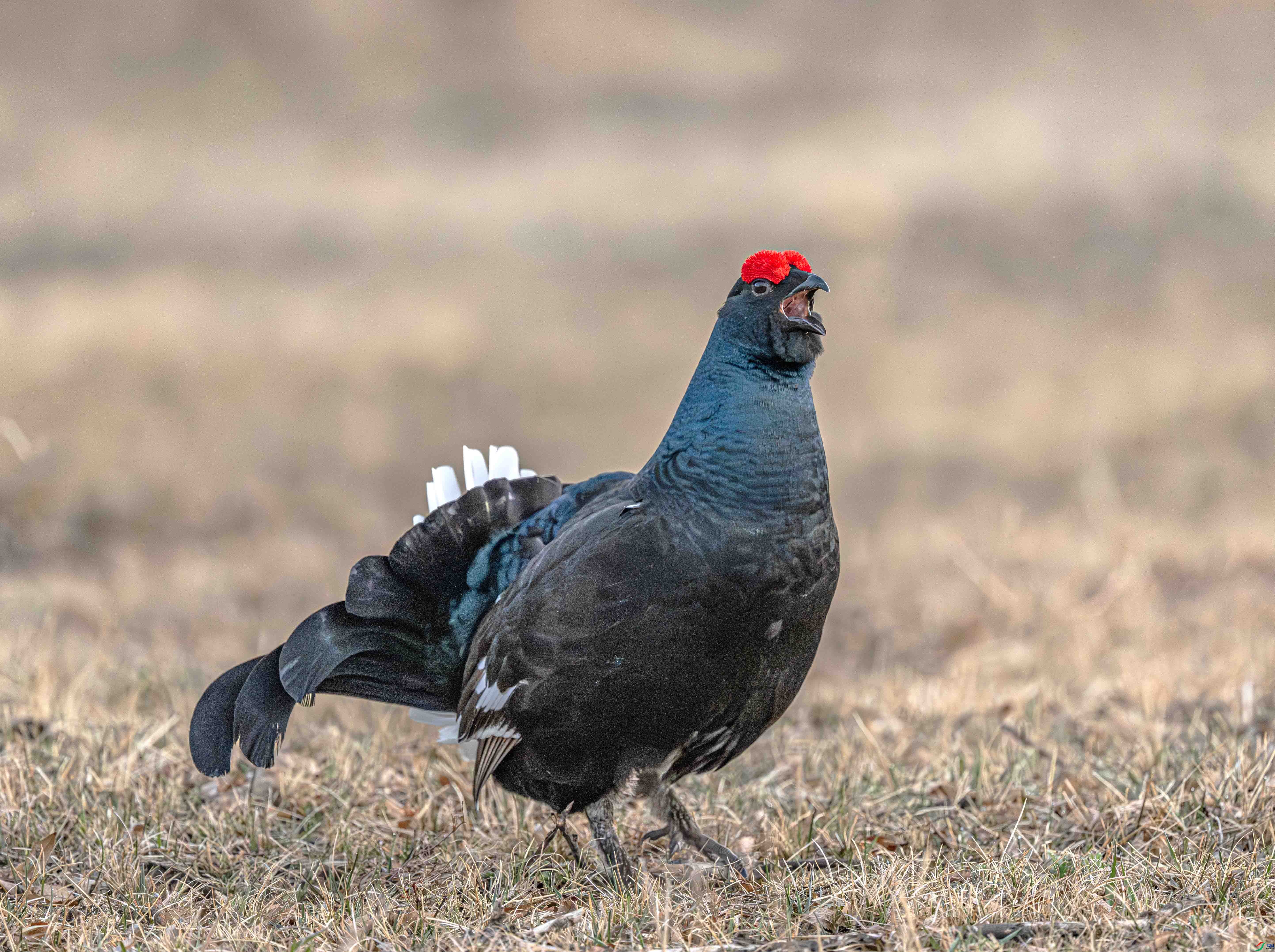 DSC_1457 ����.jpg