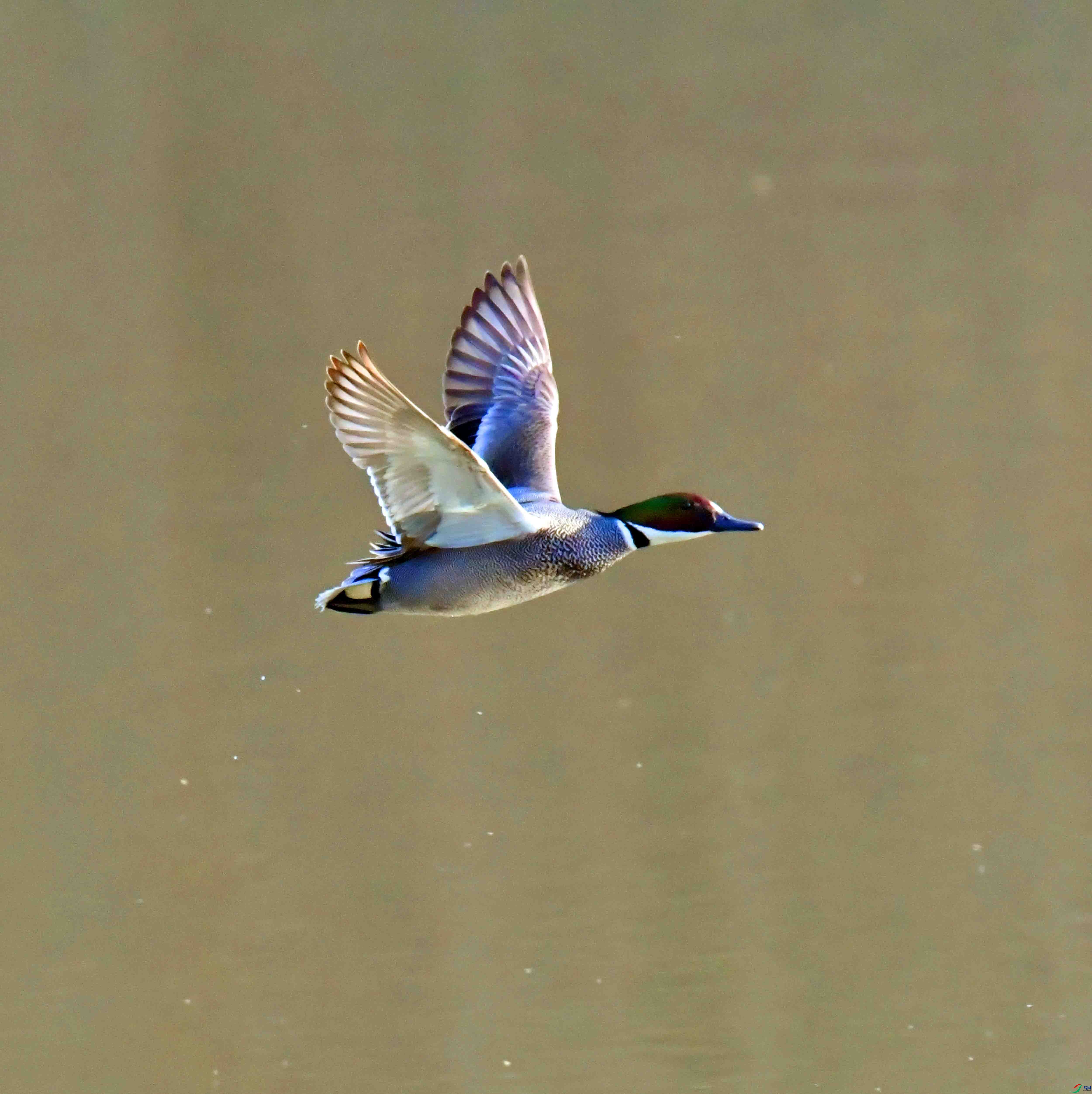 DSC_2224.JPG