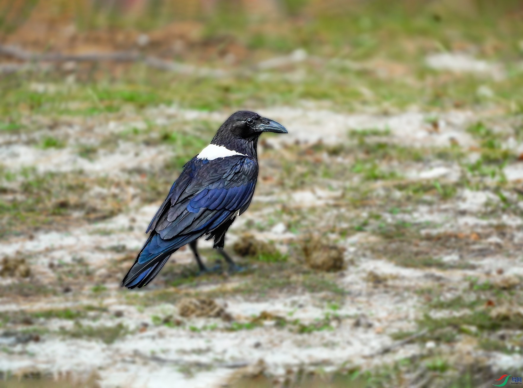 DSC09158-6x.jpg