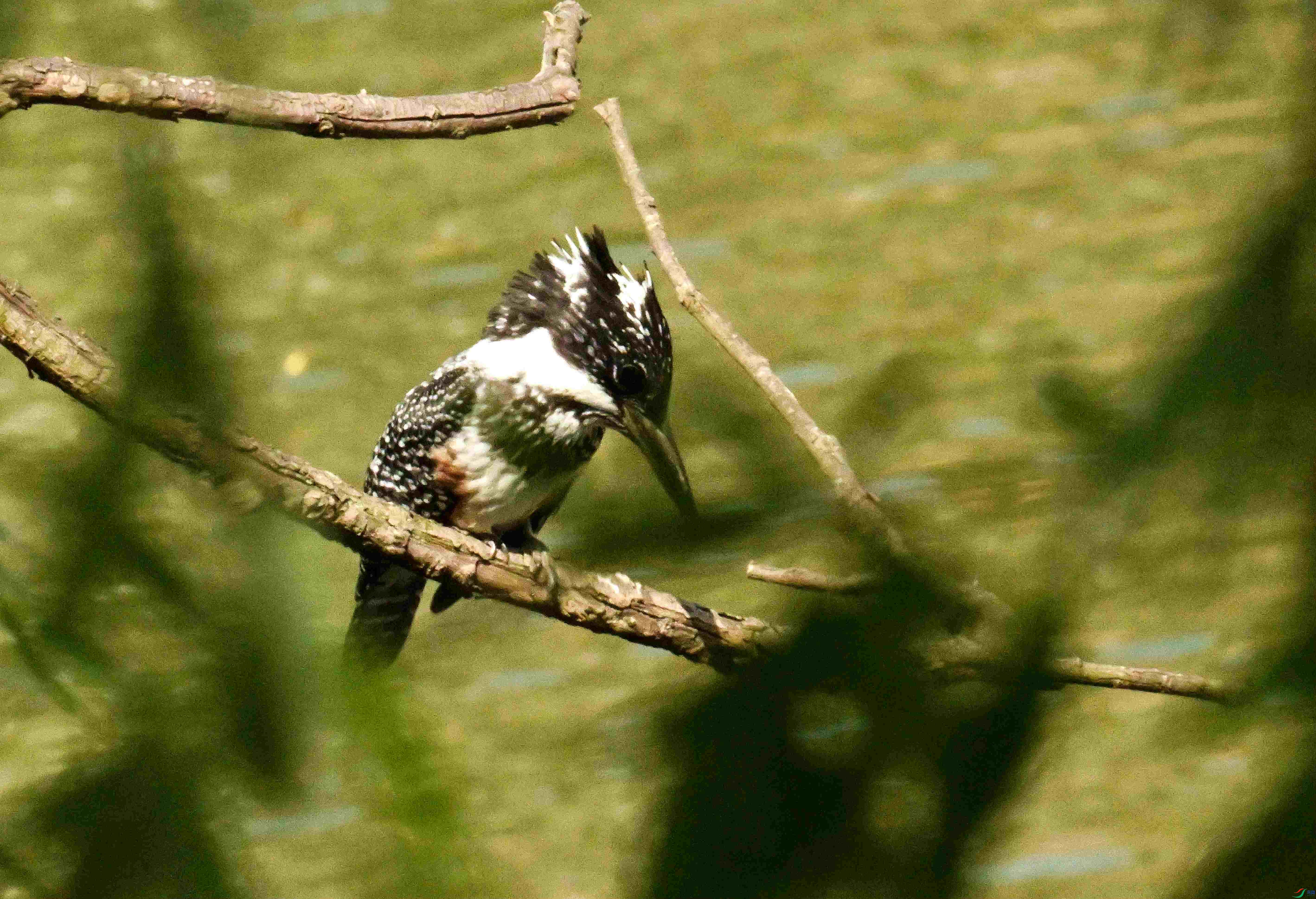 DSC_7457.JPG
