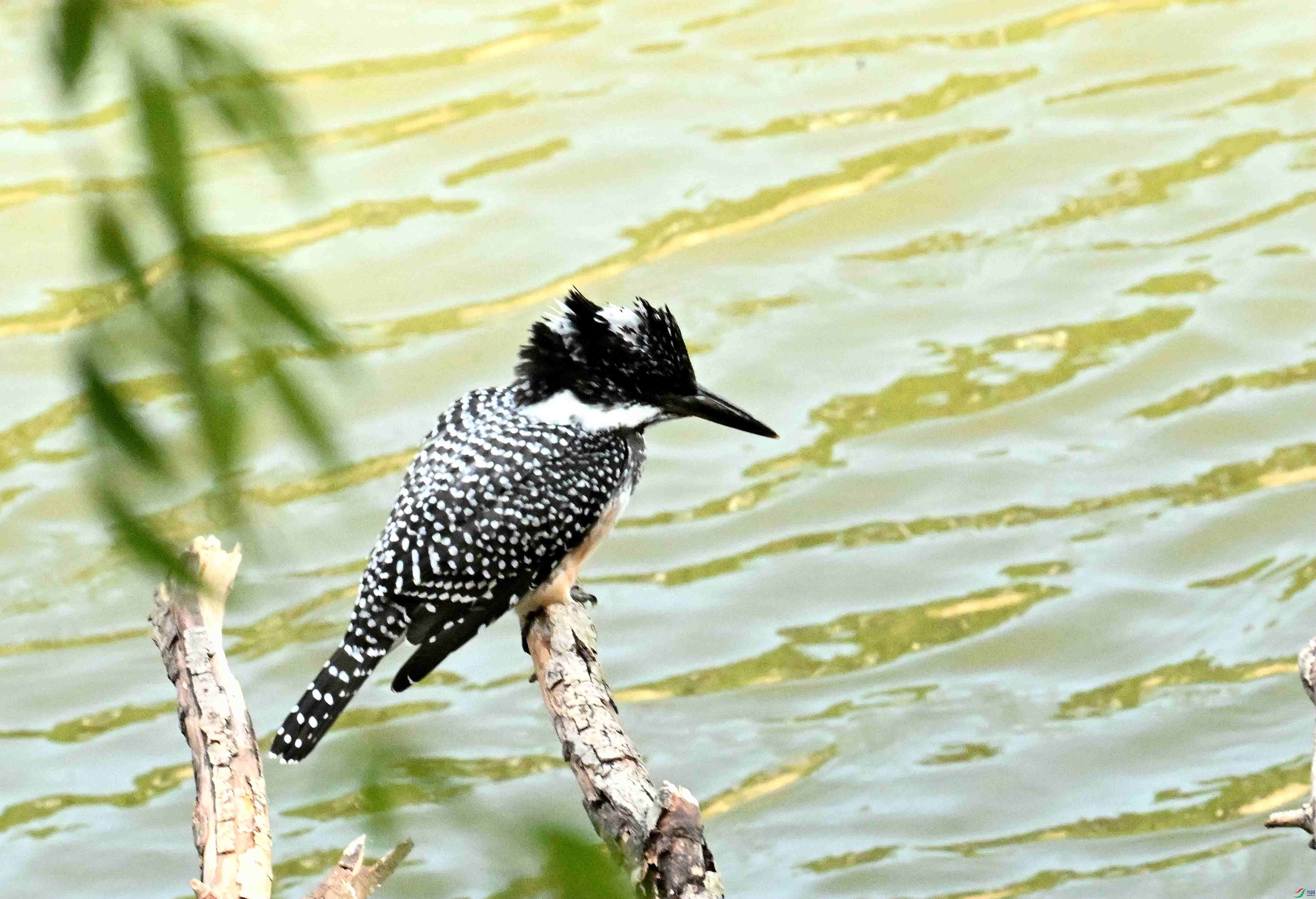 DSC_7956.JPG