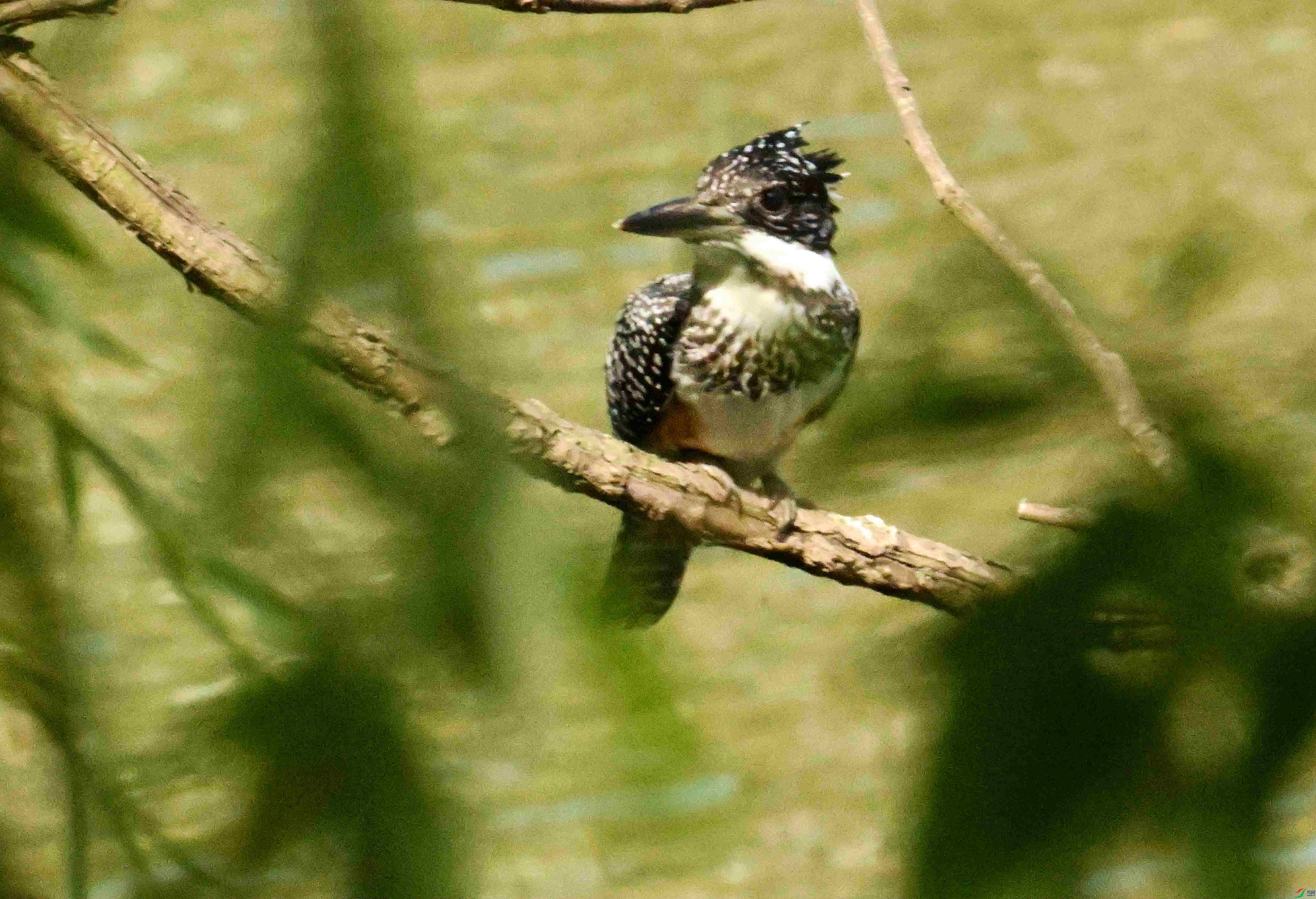 DSC_7484.JPG